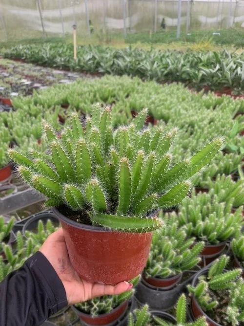 Cactus Dragon Fruit