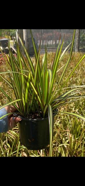 Dracaena Marginata Kiwi 