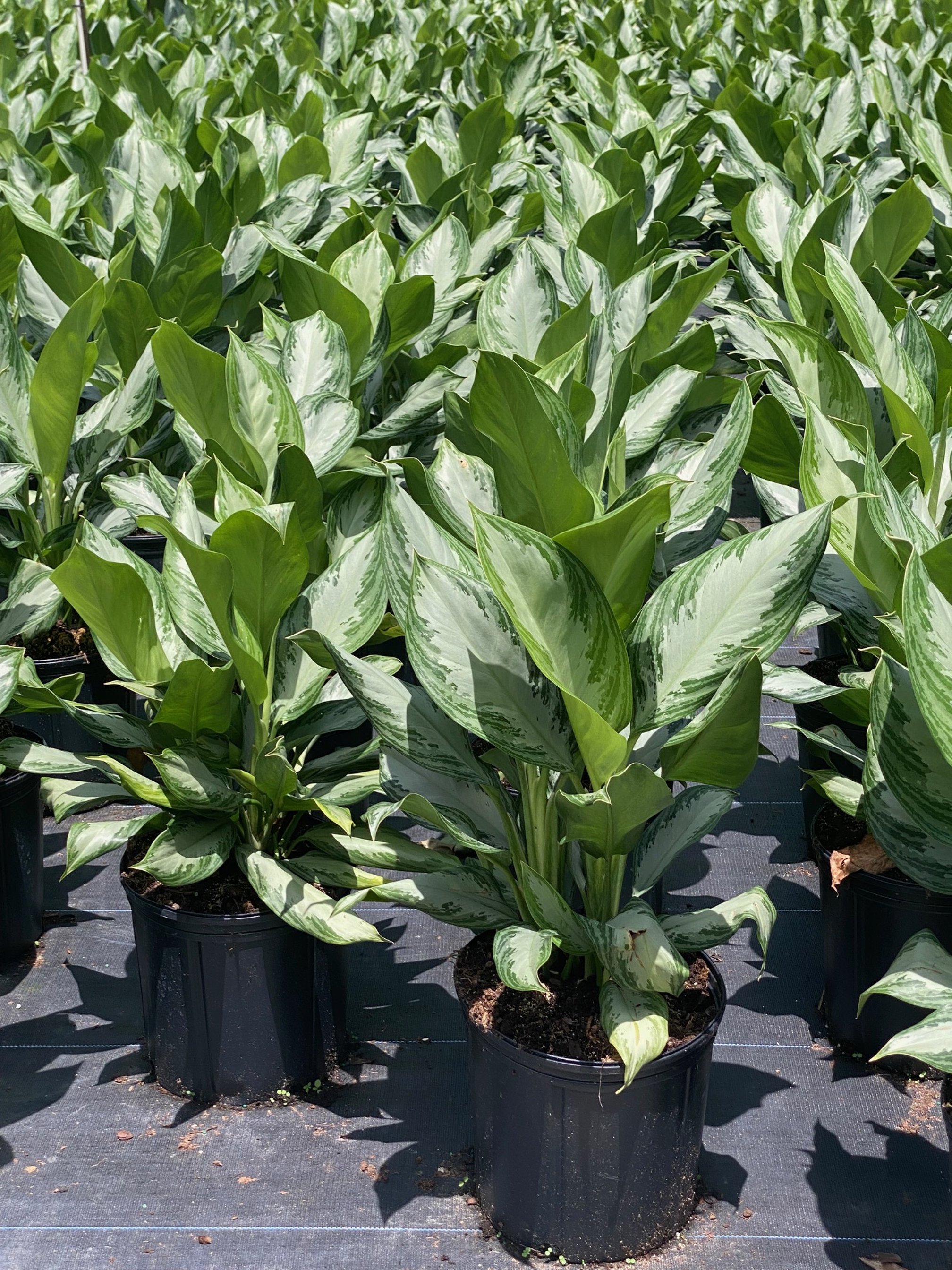 Aglaonema Silver Bay