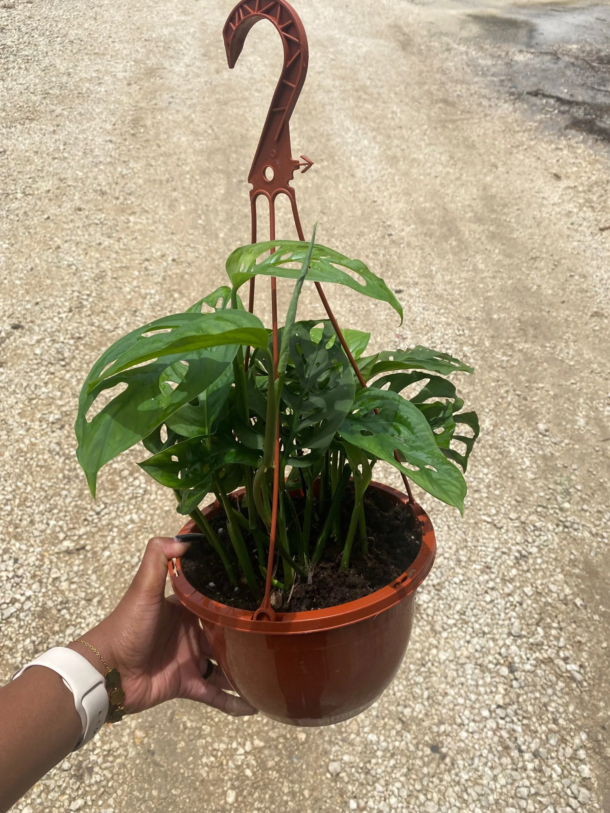 H/B Philo Swiss Cheese