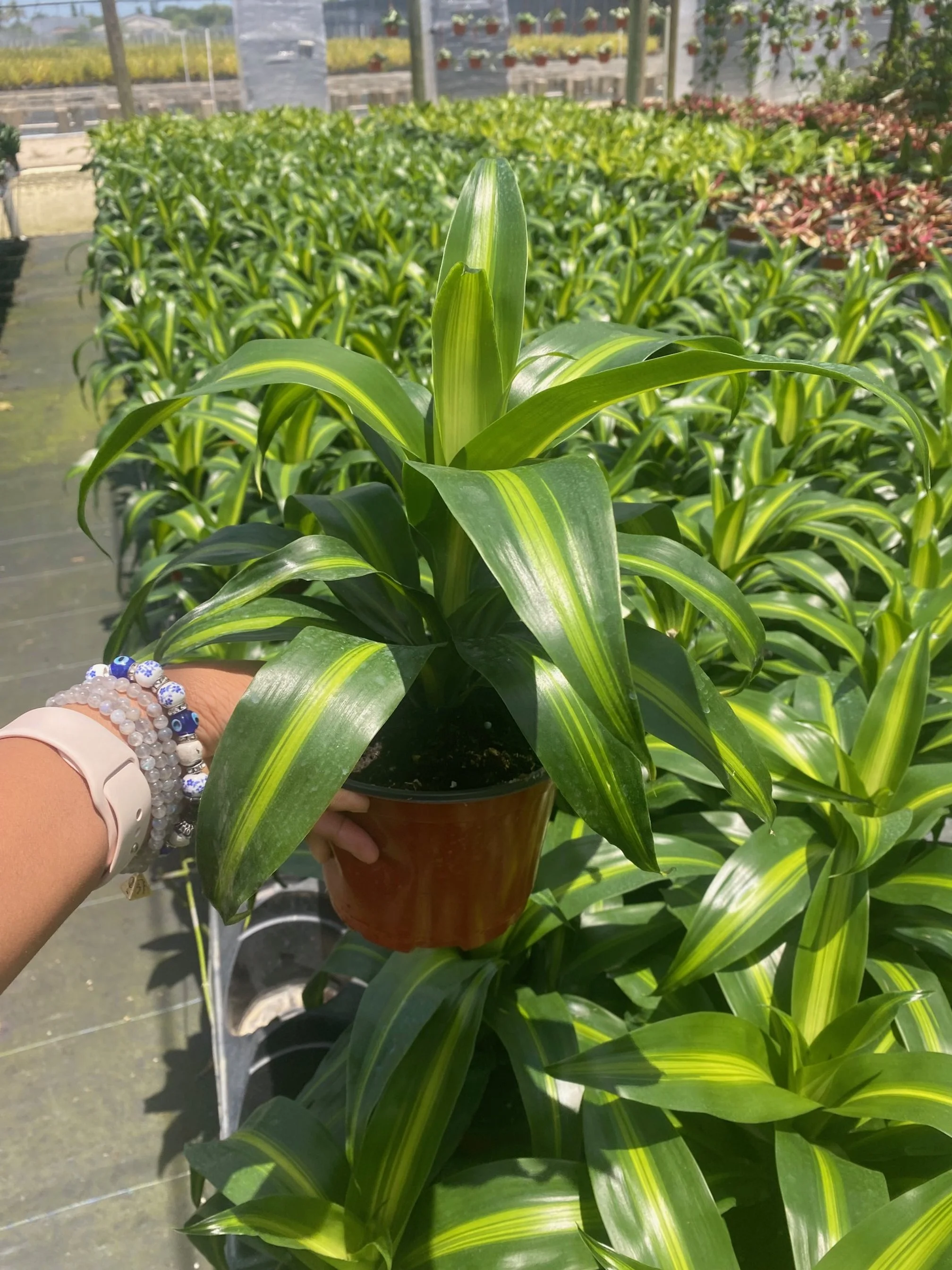 Dracaena Hawaiian Sunshine