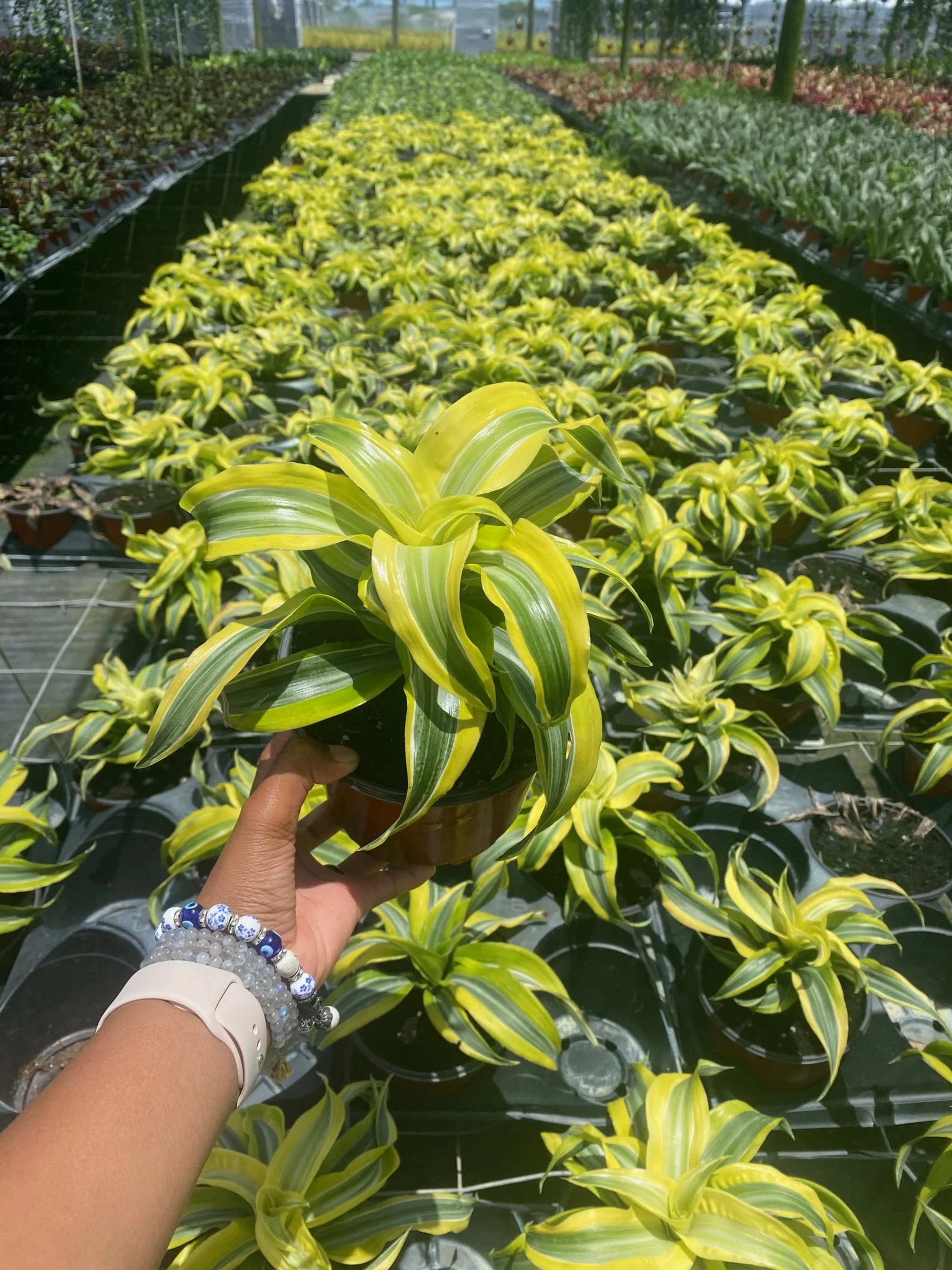 Dracaena Lemon Surprise
