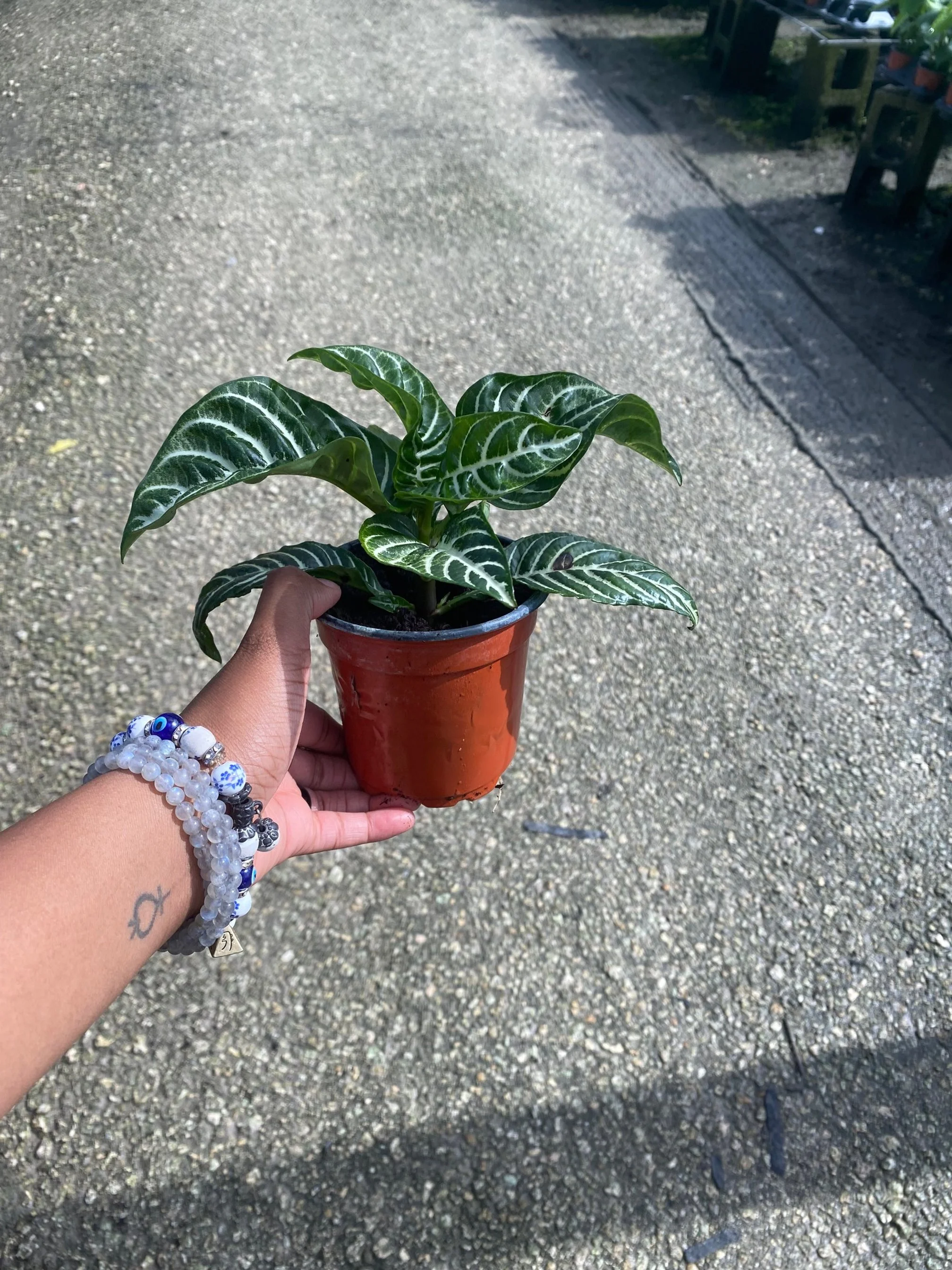 Aphelandra Zebra