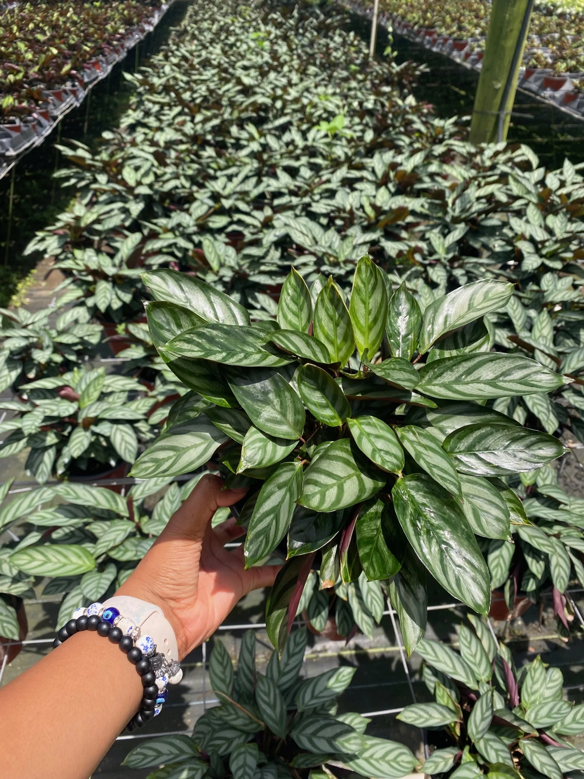 Calathea Setosa