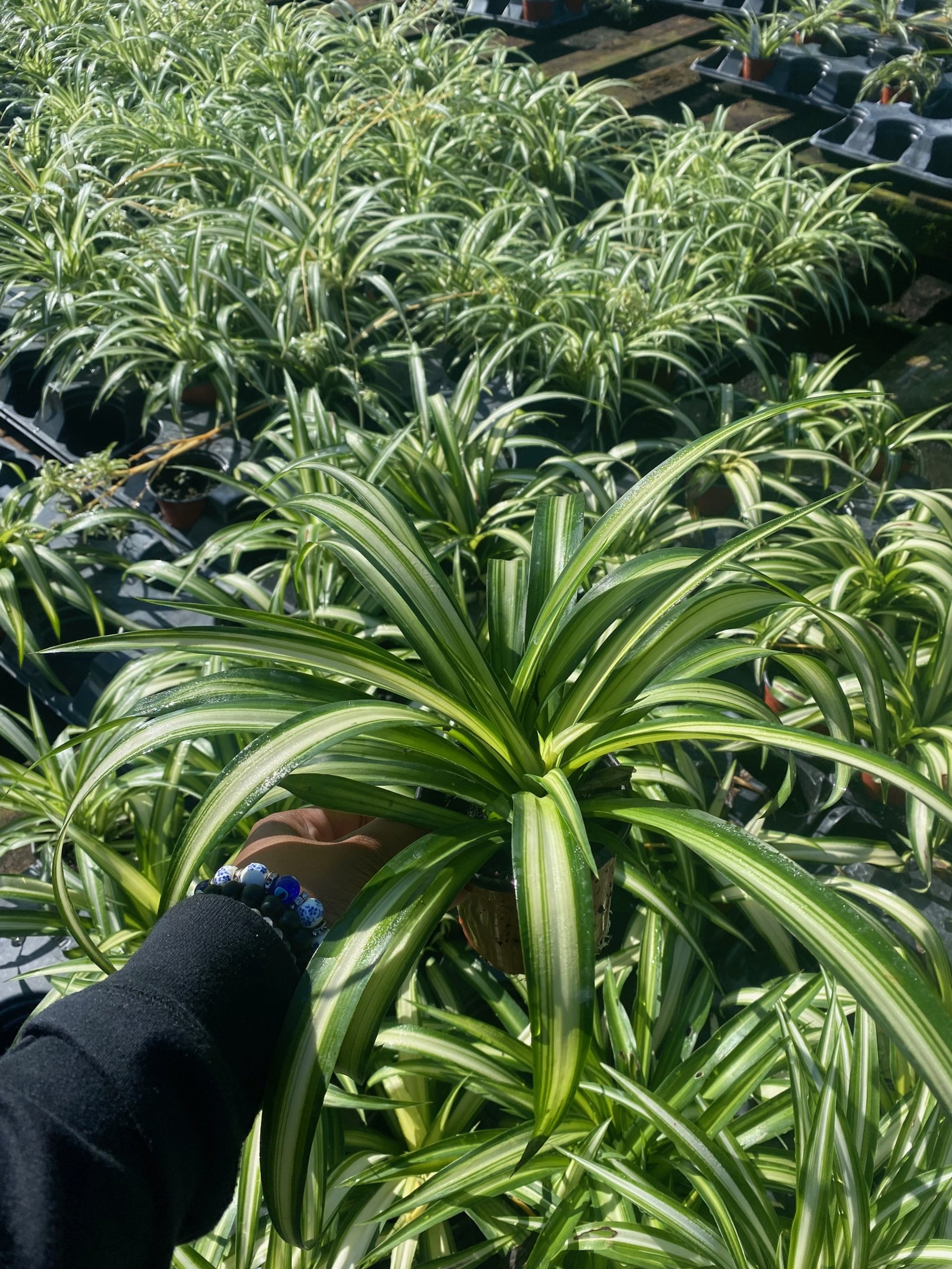 Chlorophytum Lemon