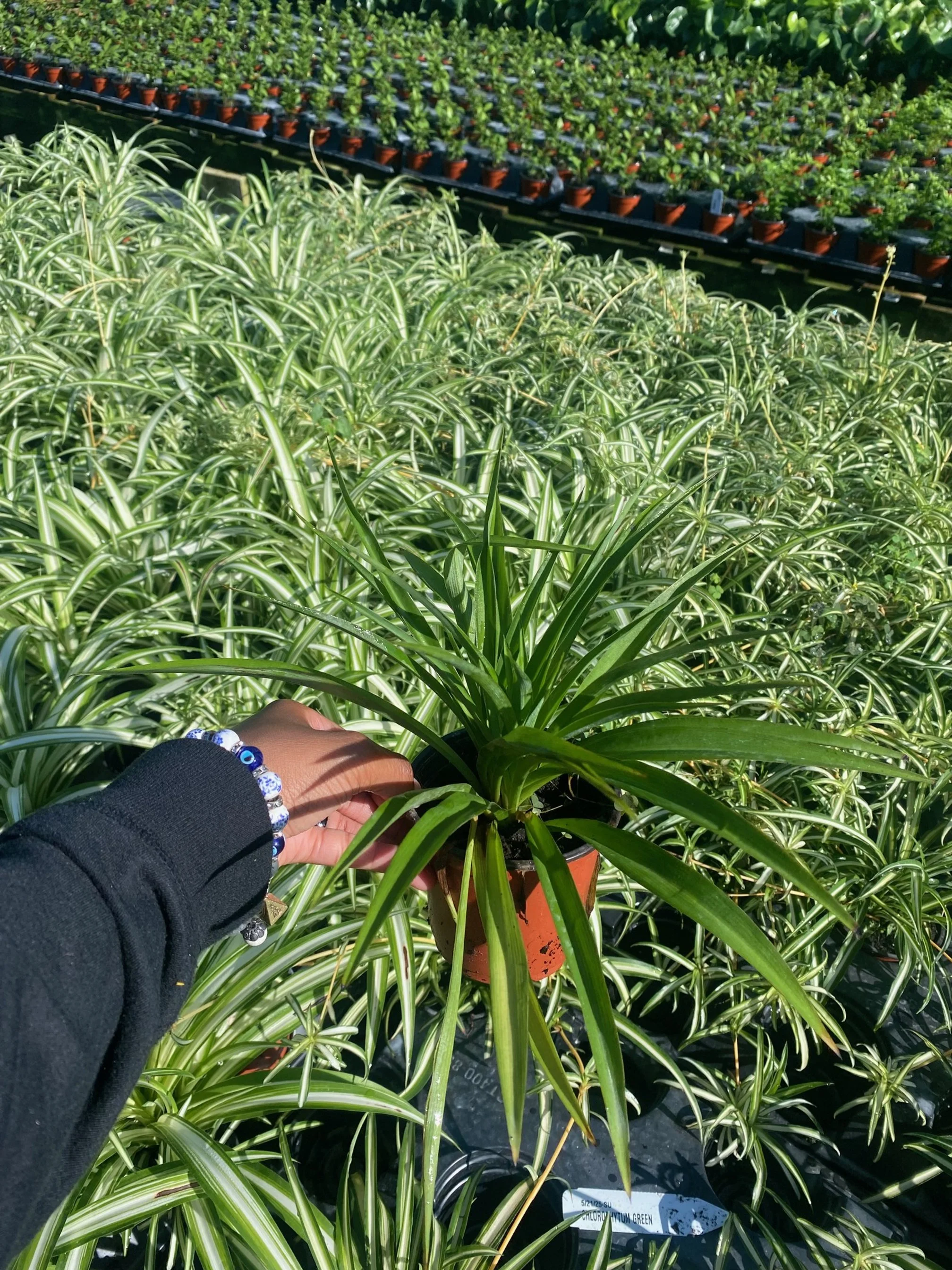 Chlorophytum Green
