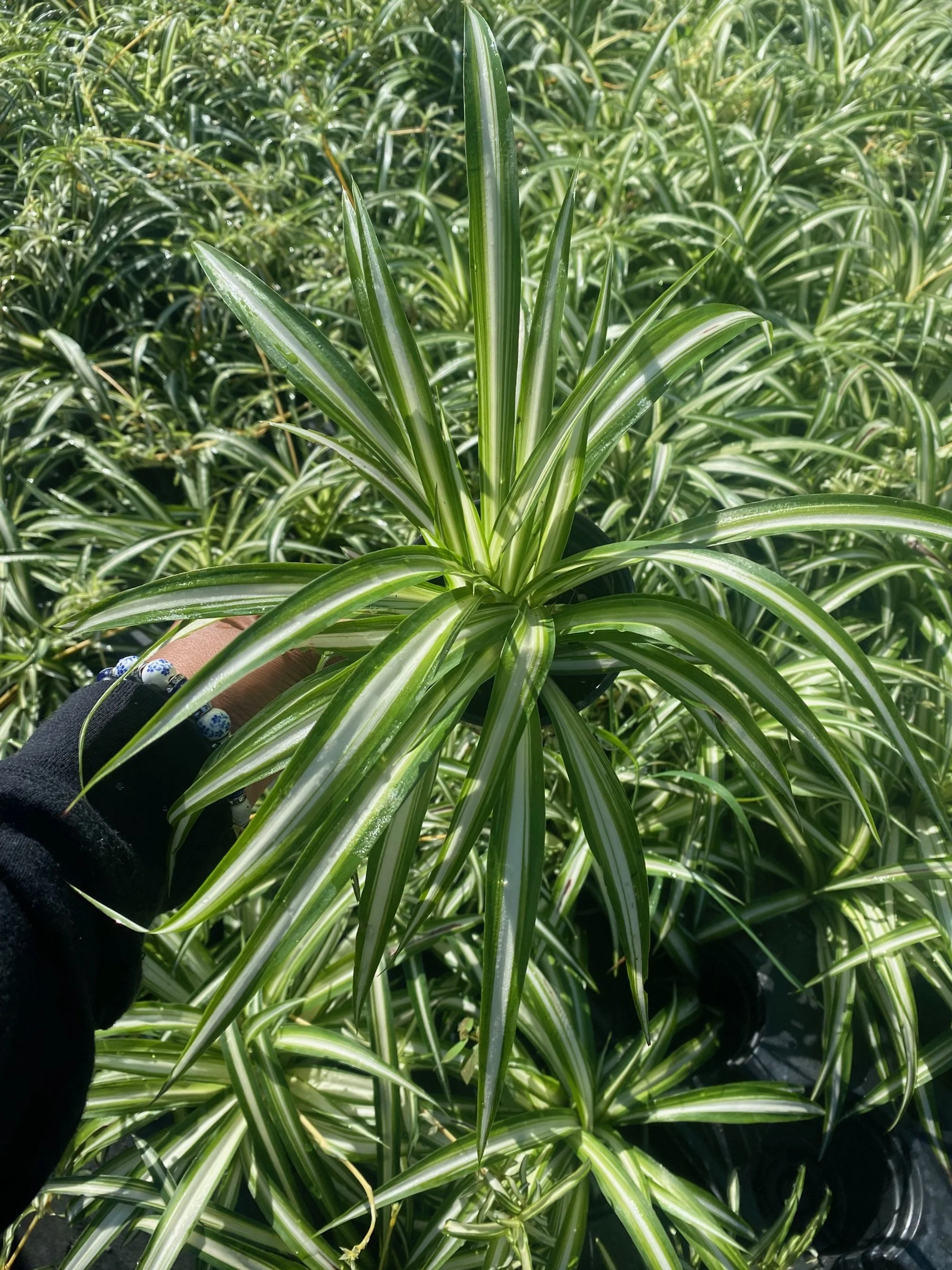 Chlorophytum variegatum