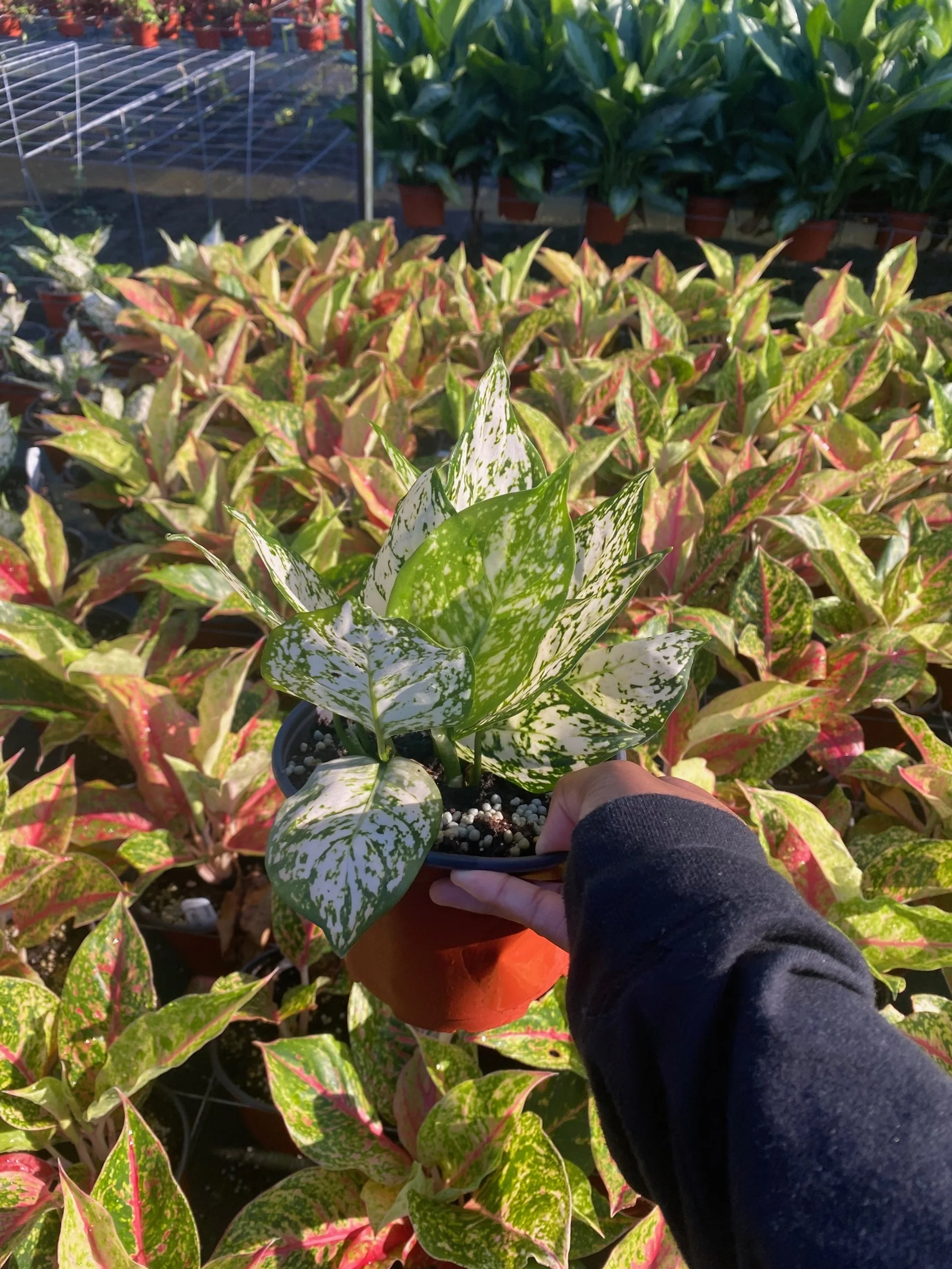 Aglaonema White Eillen