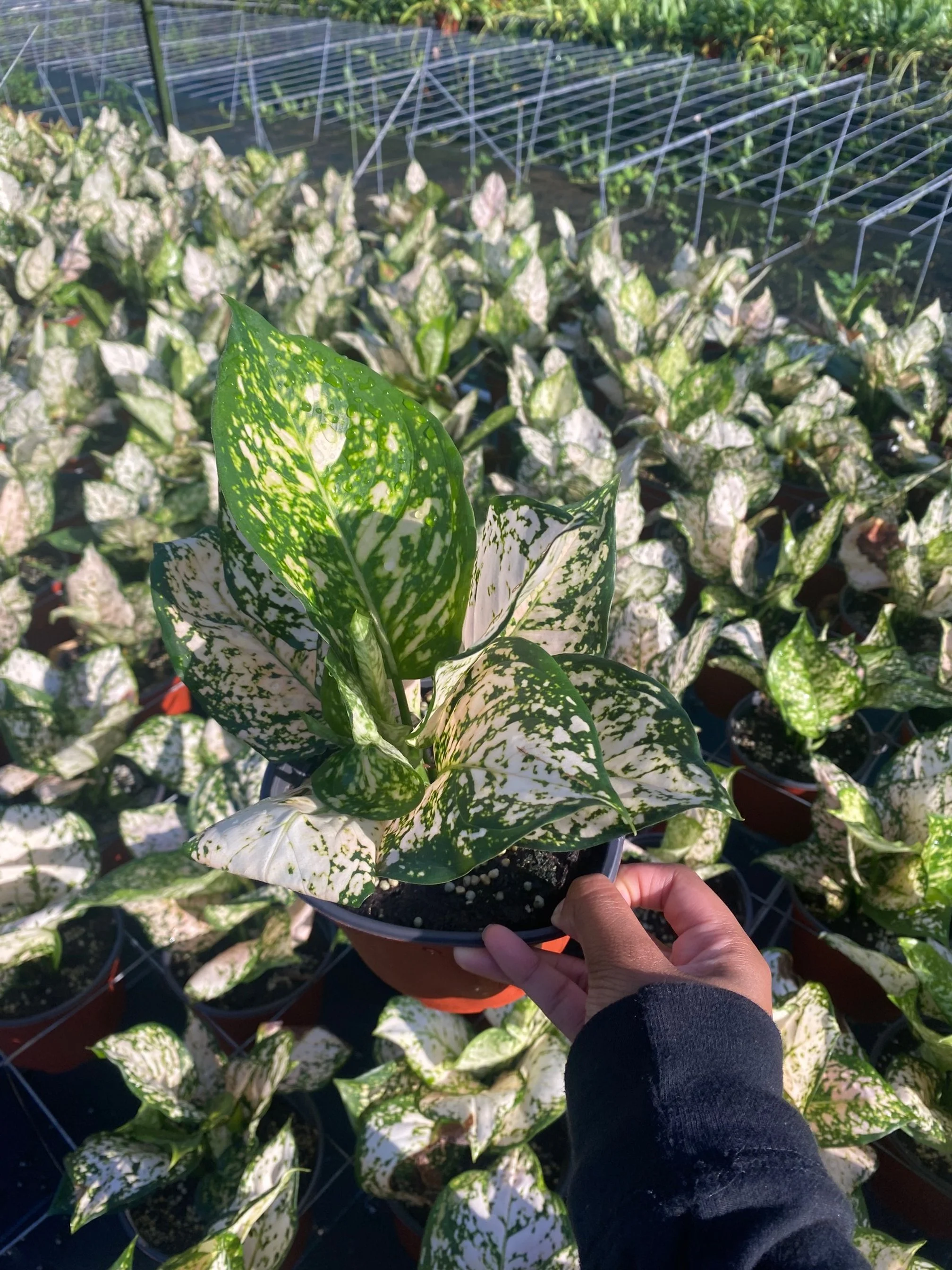Aglaonema Pink Eillen