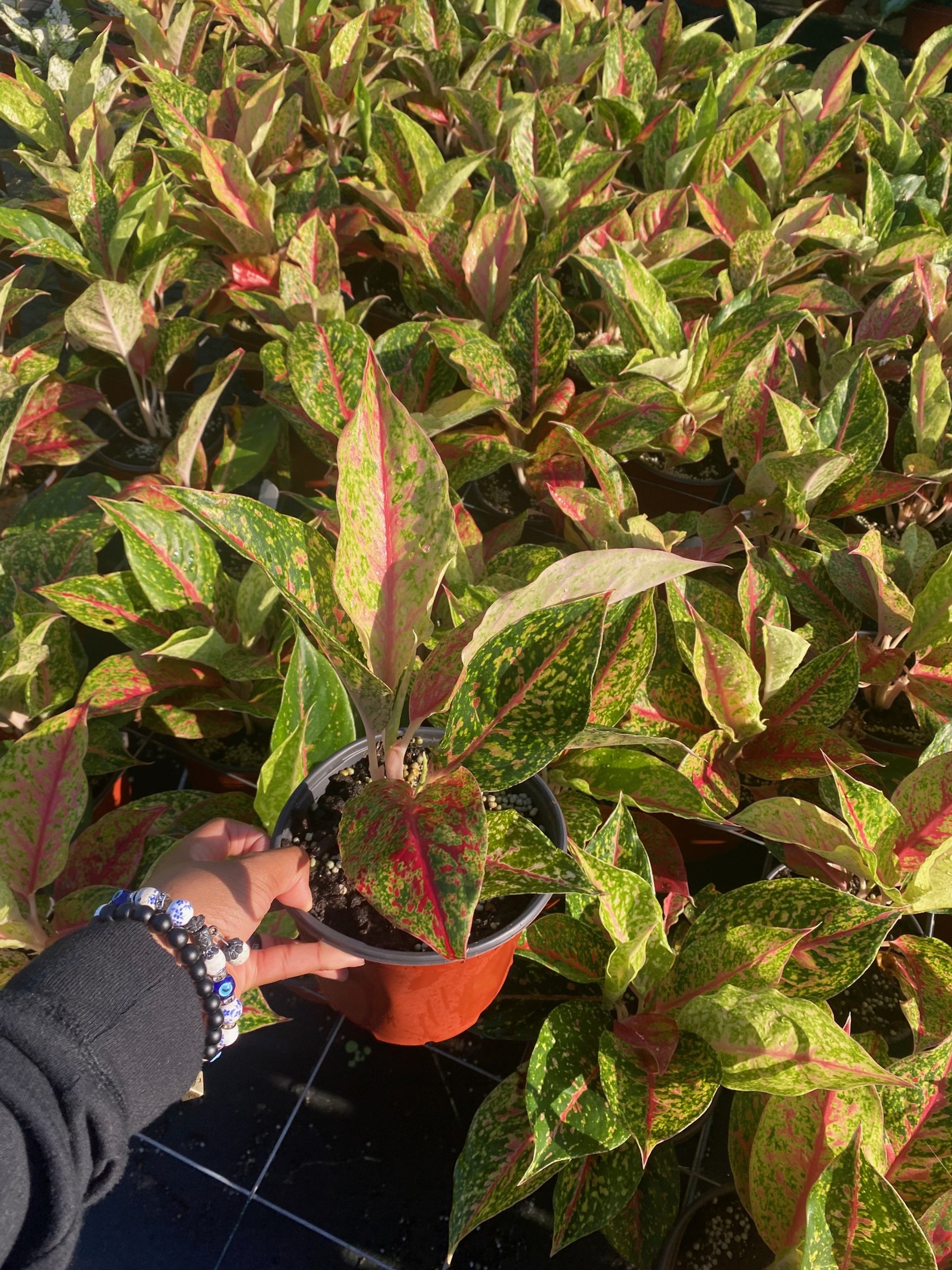 Aglaonema Night Sparkle
