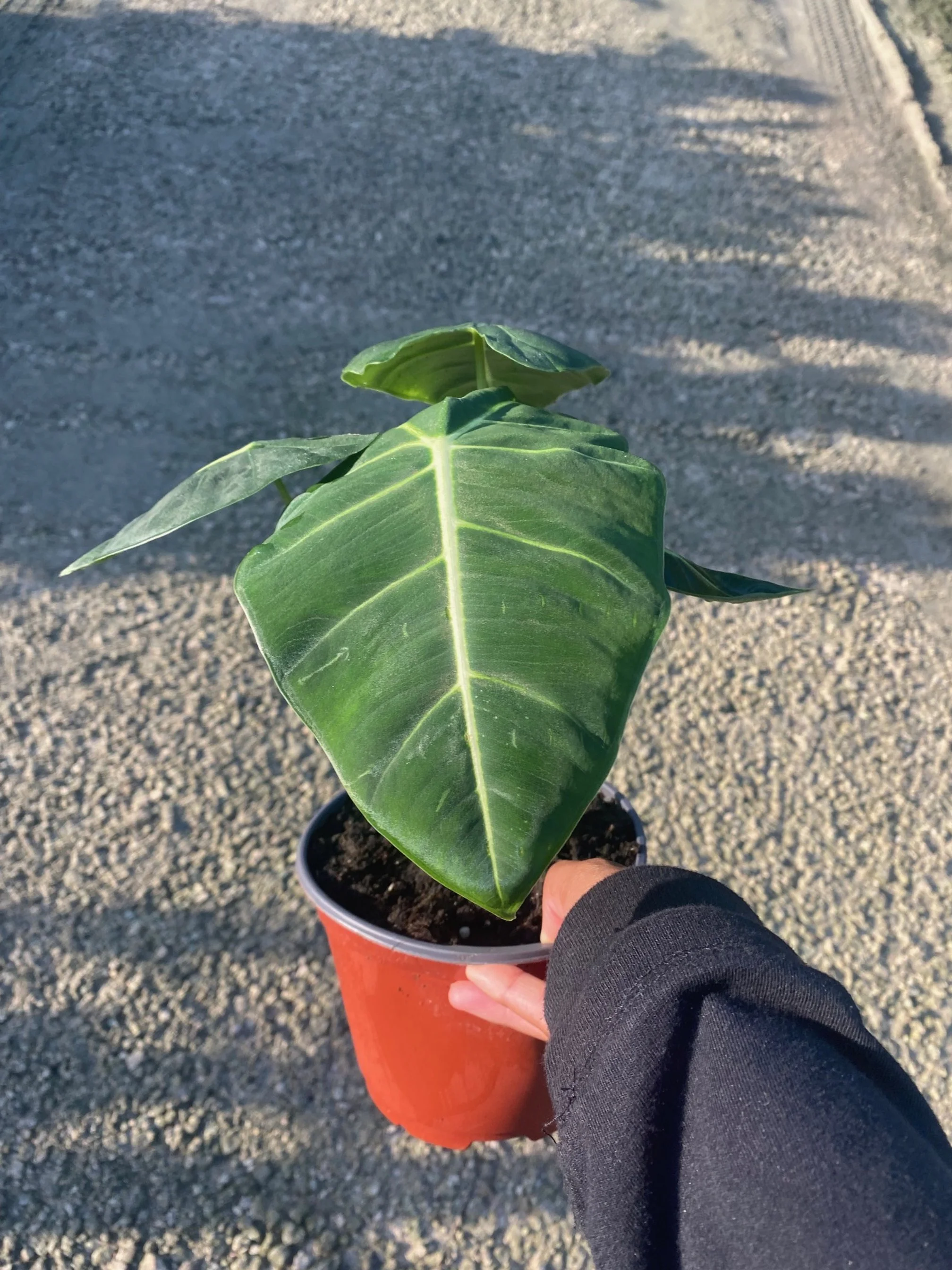 Alocasia frydek