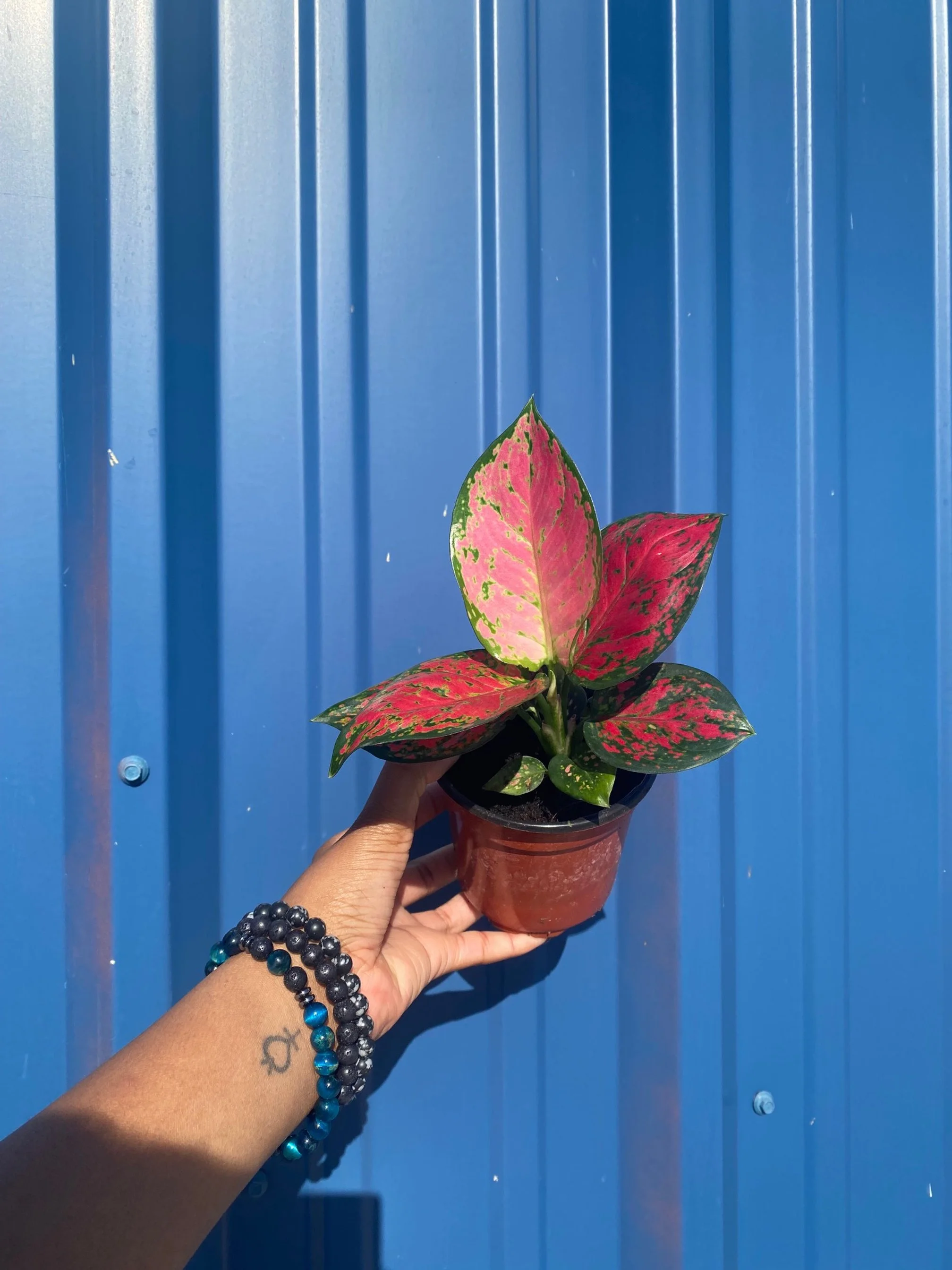 Aglaonema Beauty