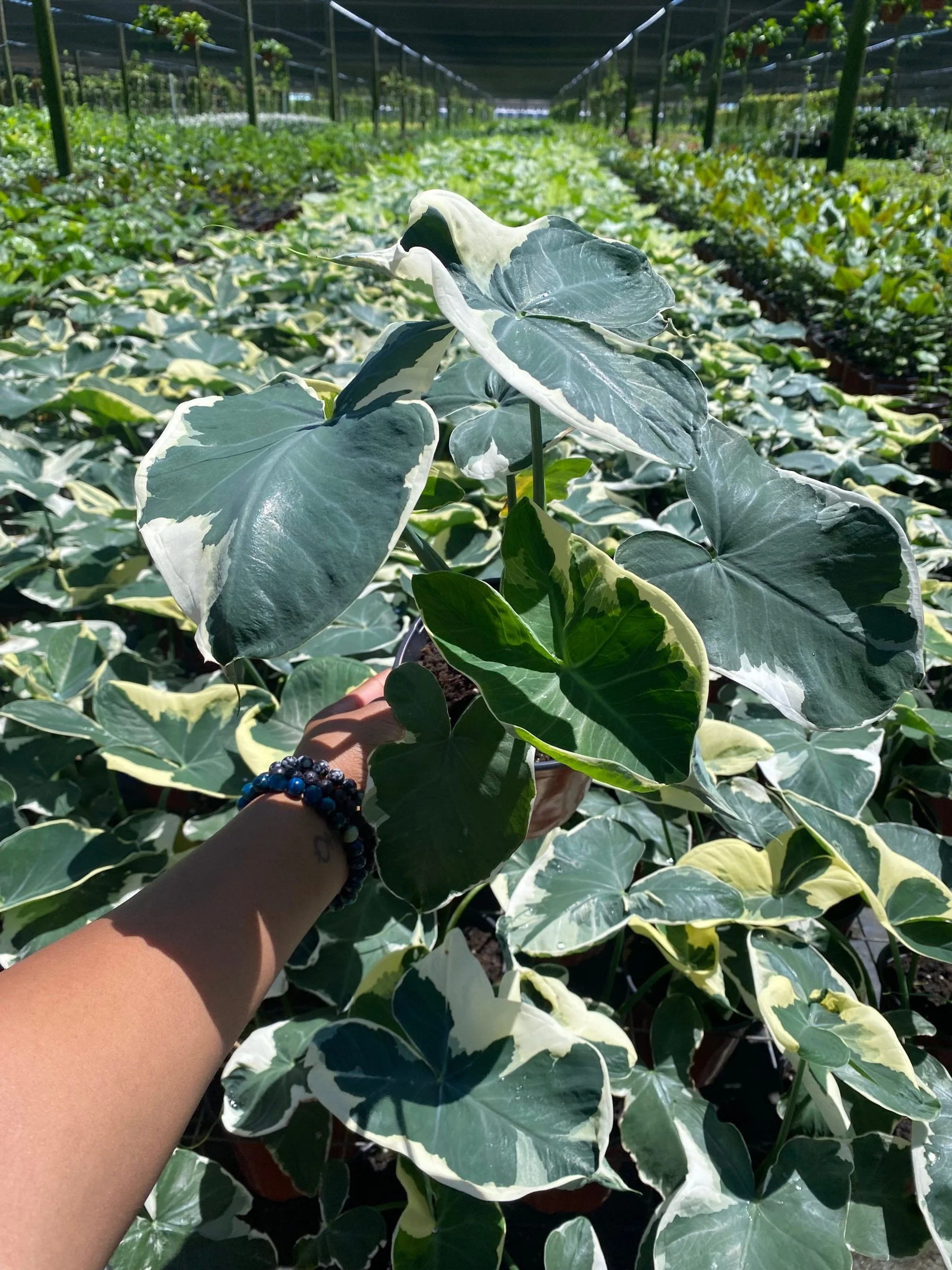 Alocasia Mickey Mouse