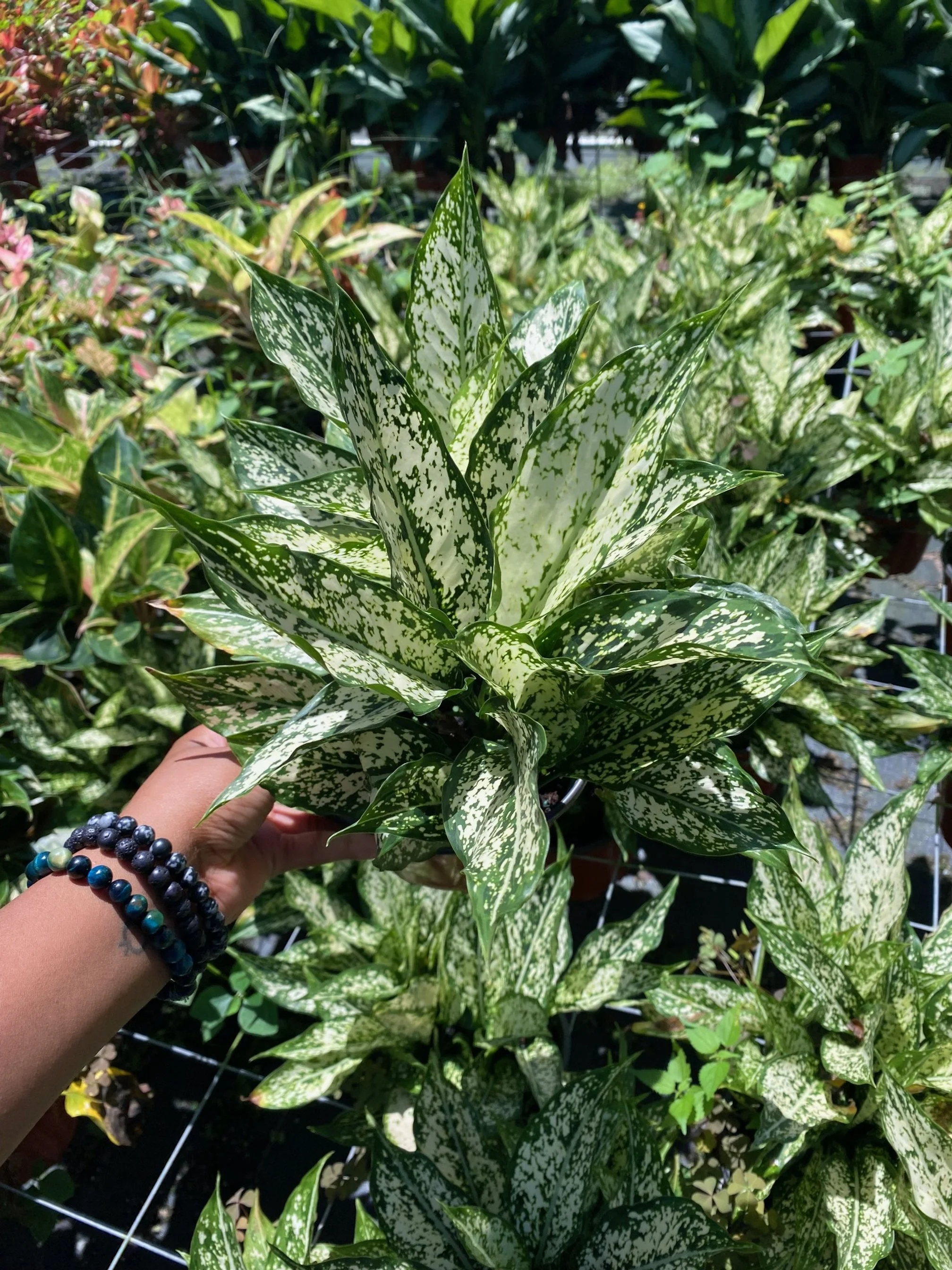 Aglonema. Snow White