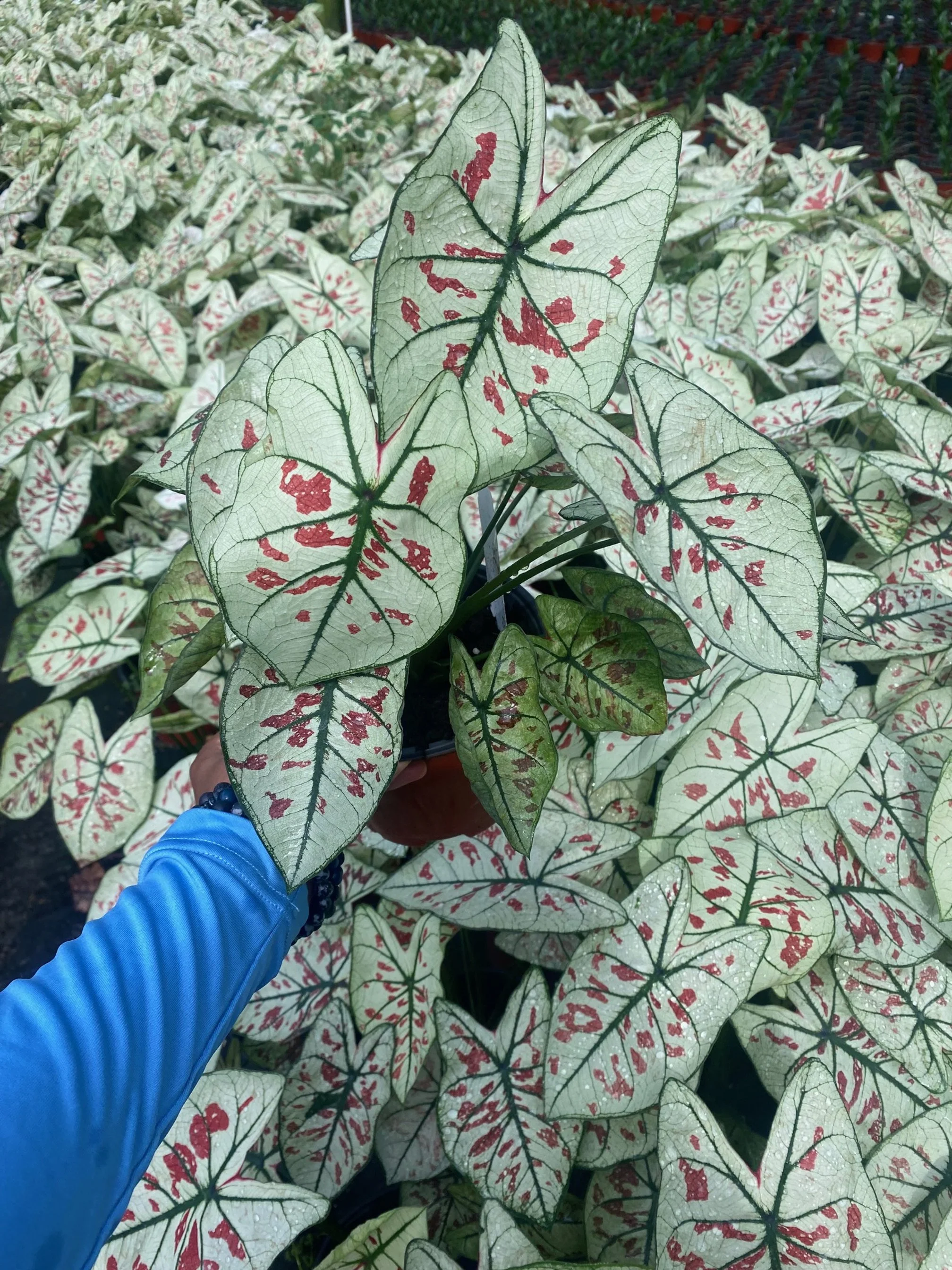 Caladium White Cranberry Star