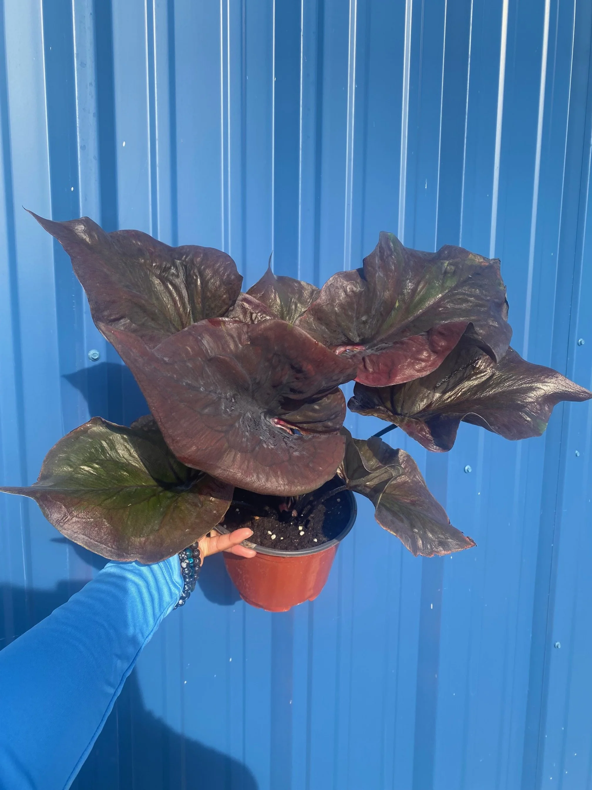 Caladium Black Knight