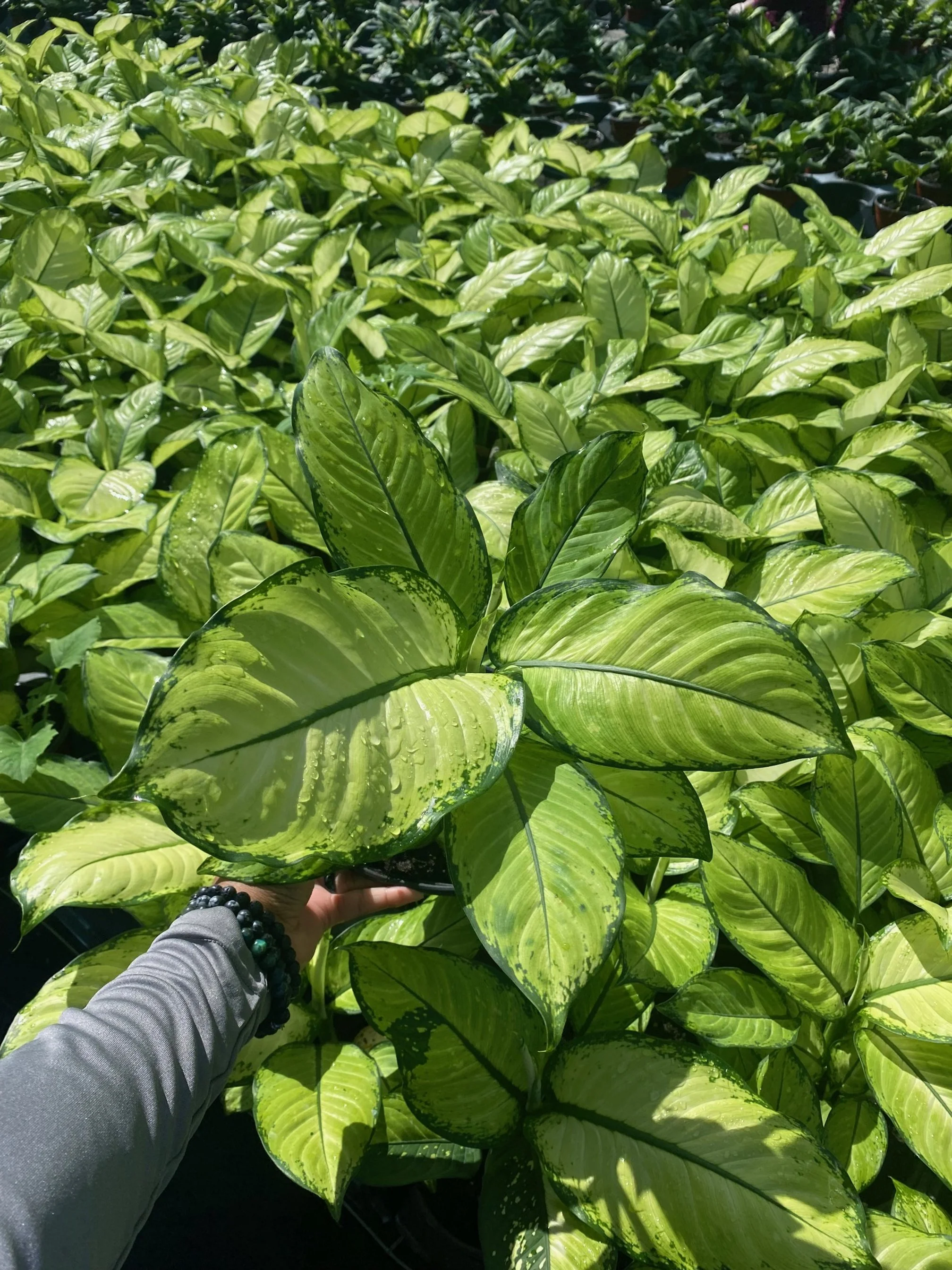 Dieffenbachia Martha