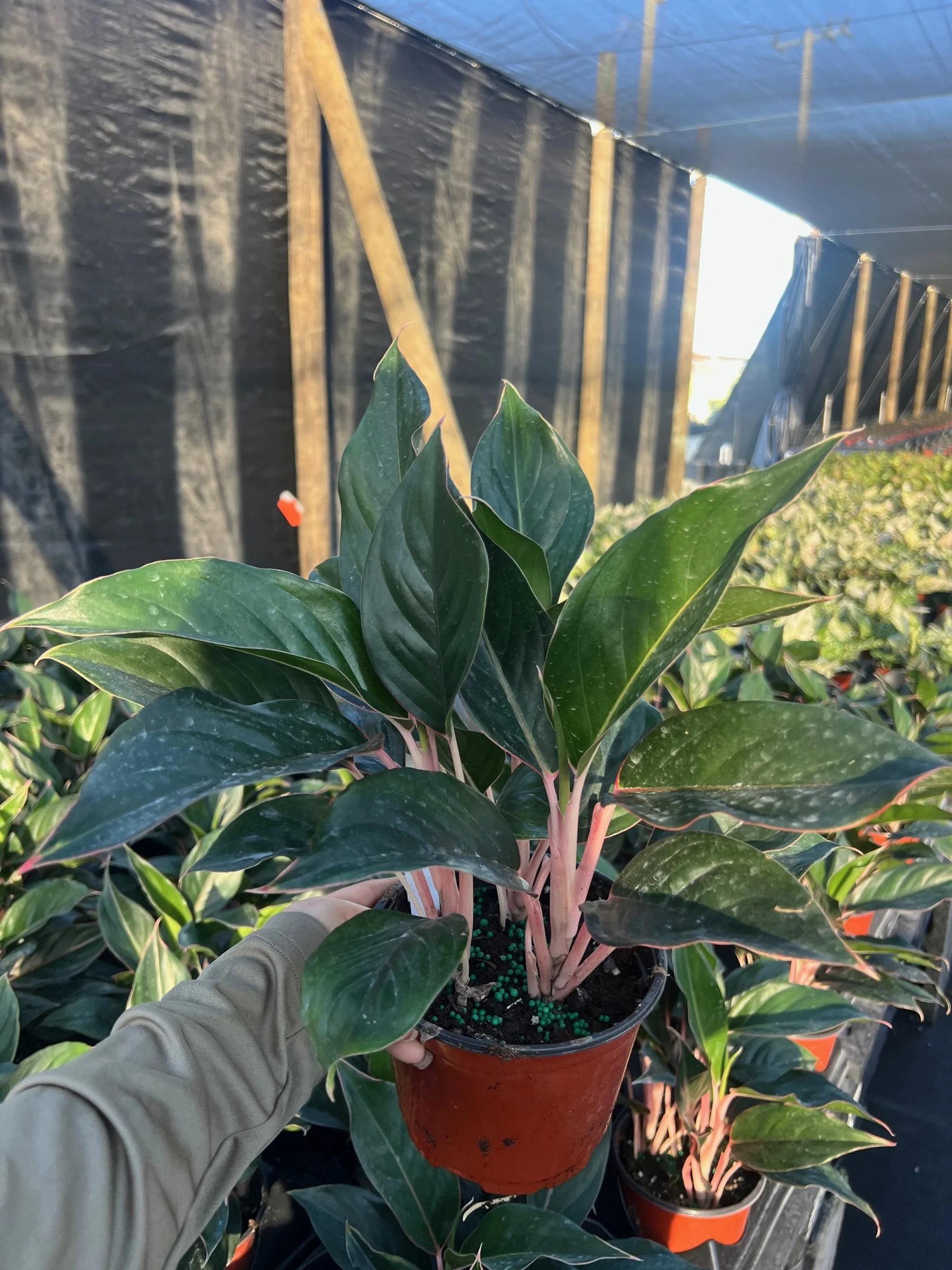 Aglaonema Misterio