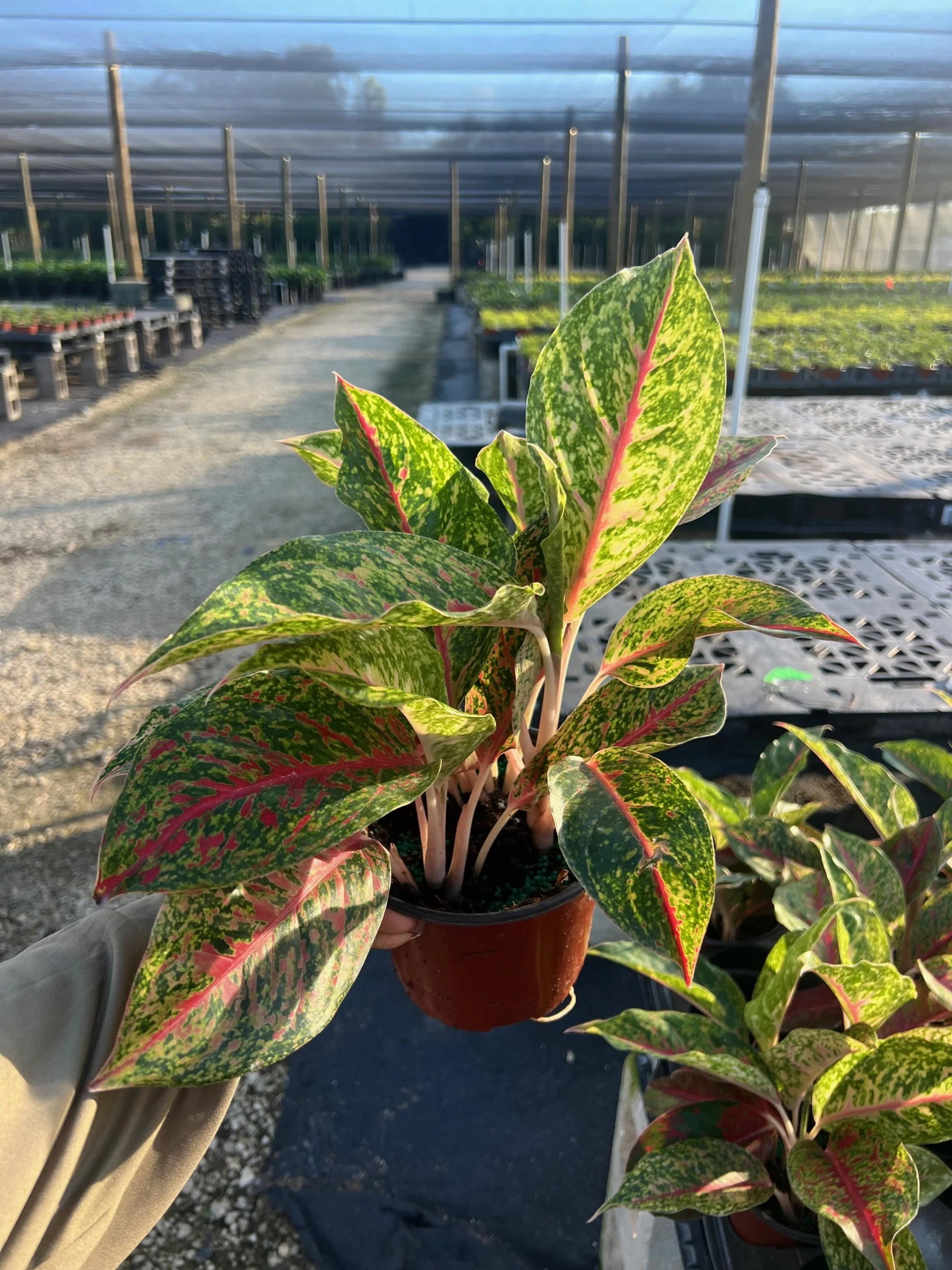 Aglaonema Nightsparkle