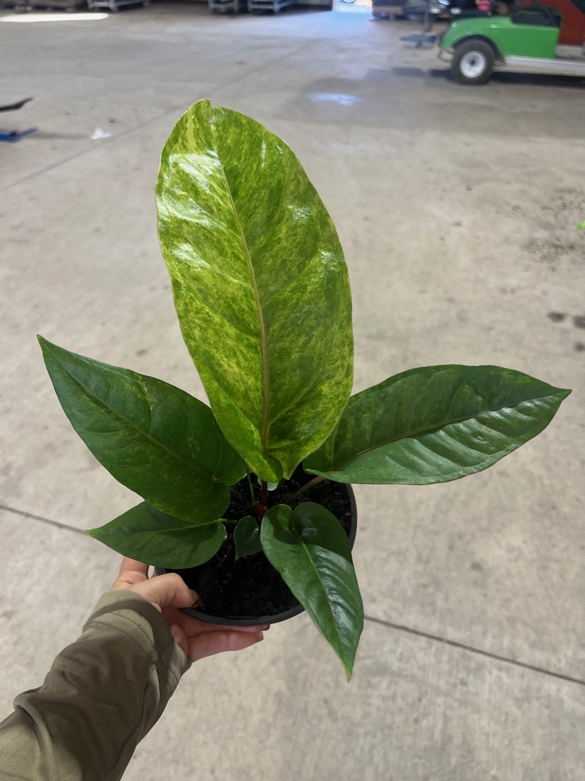 Anthurium Hookeri Variegated 