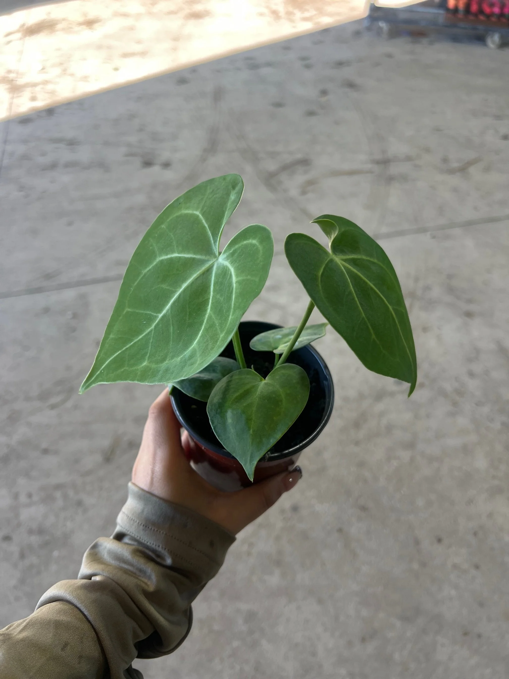 Anthurium Clarinervium