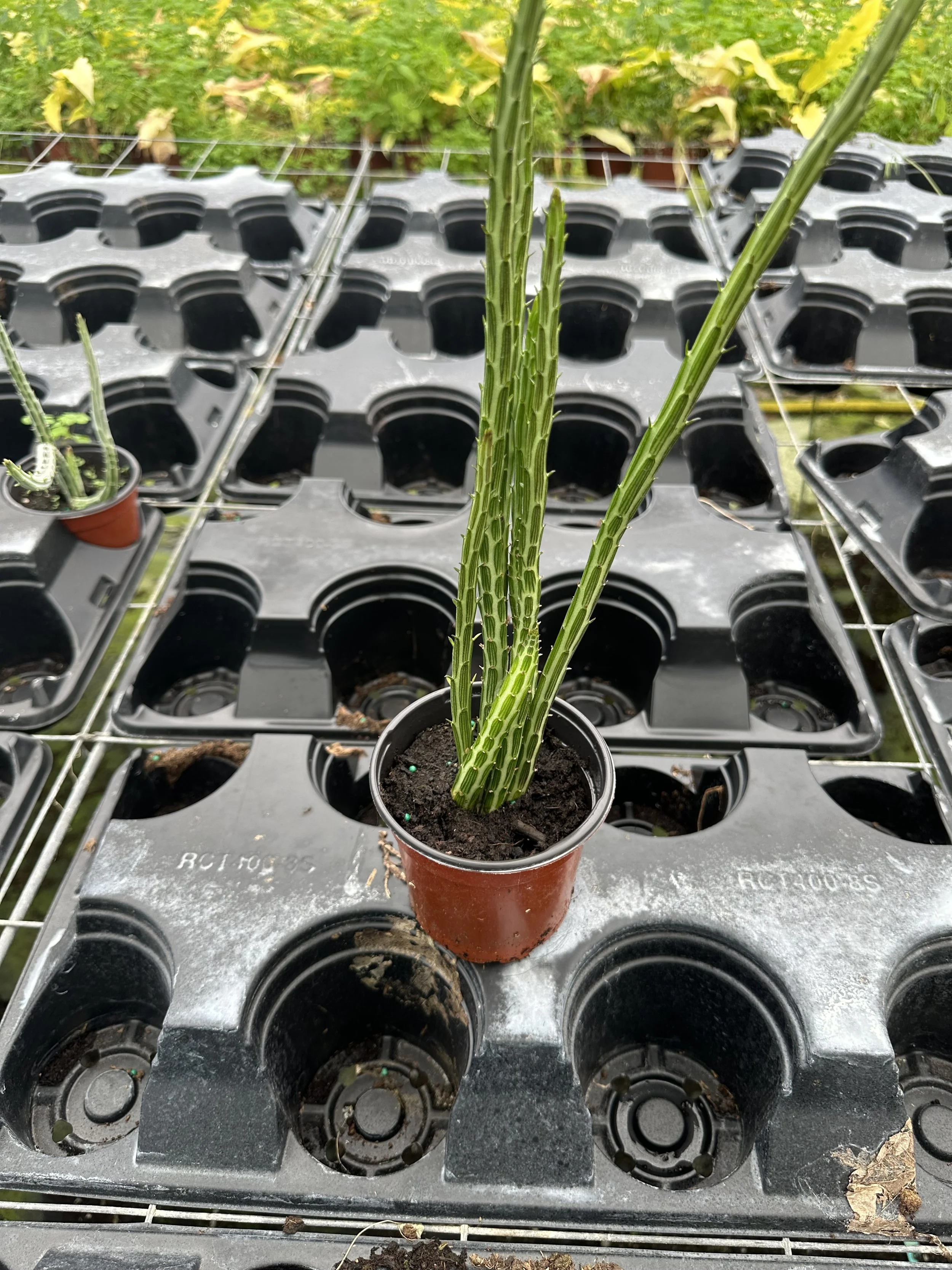 4" Senecio Stapeliformis 