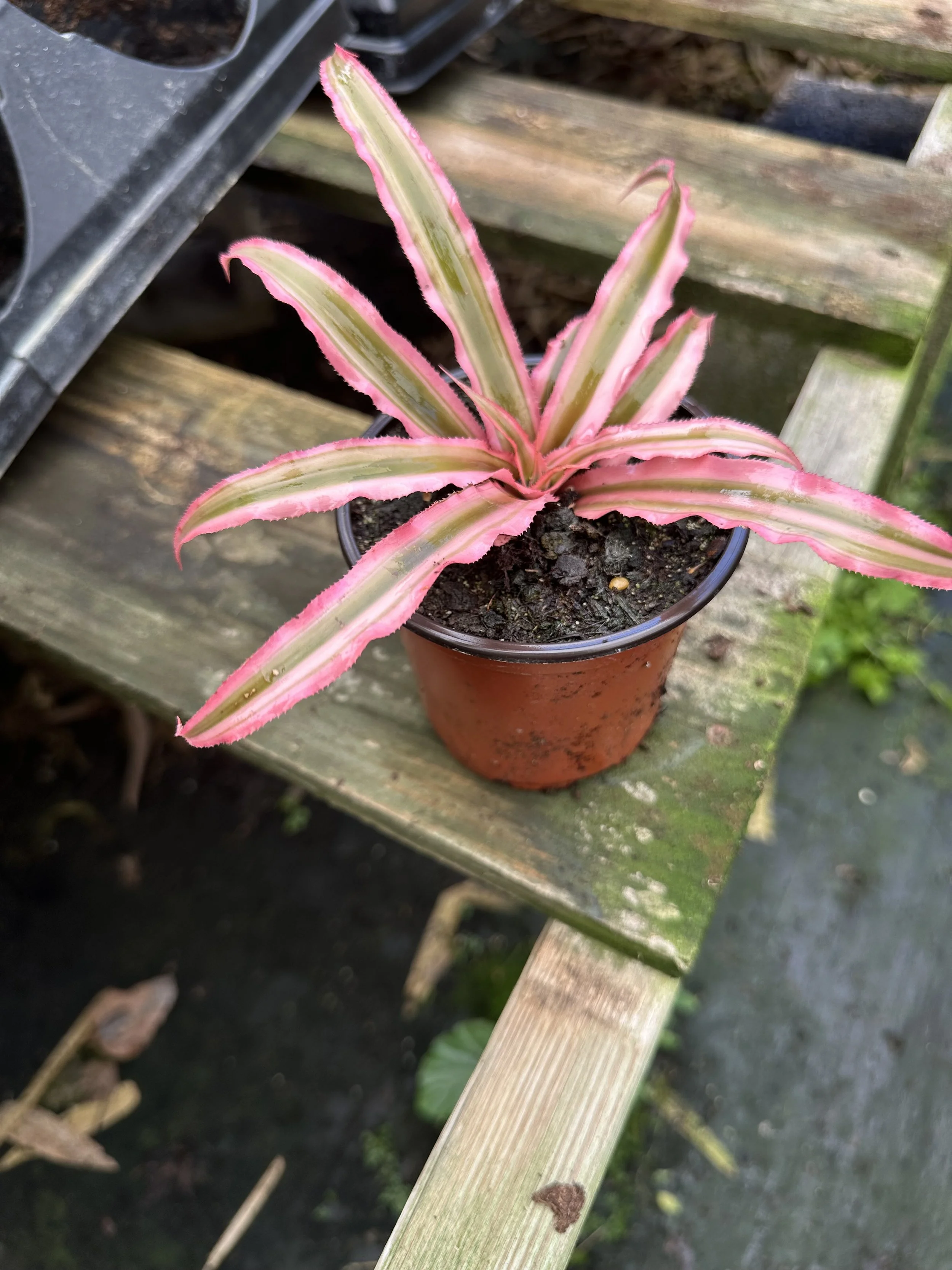 4" Crypanthus Pink Starlight
