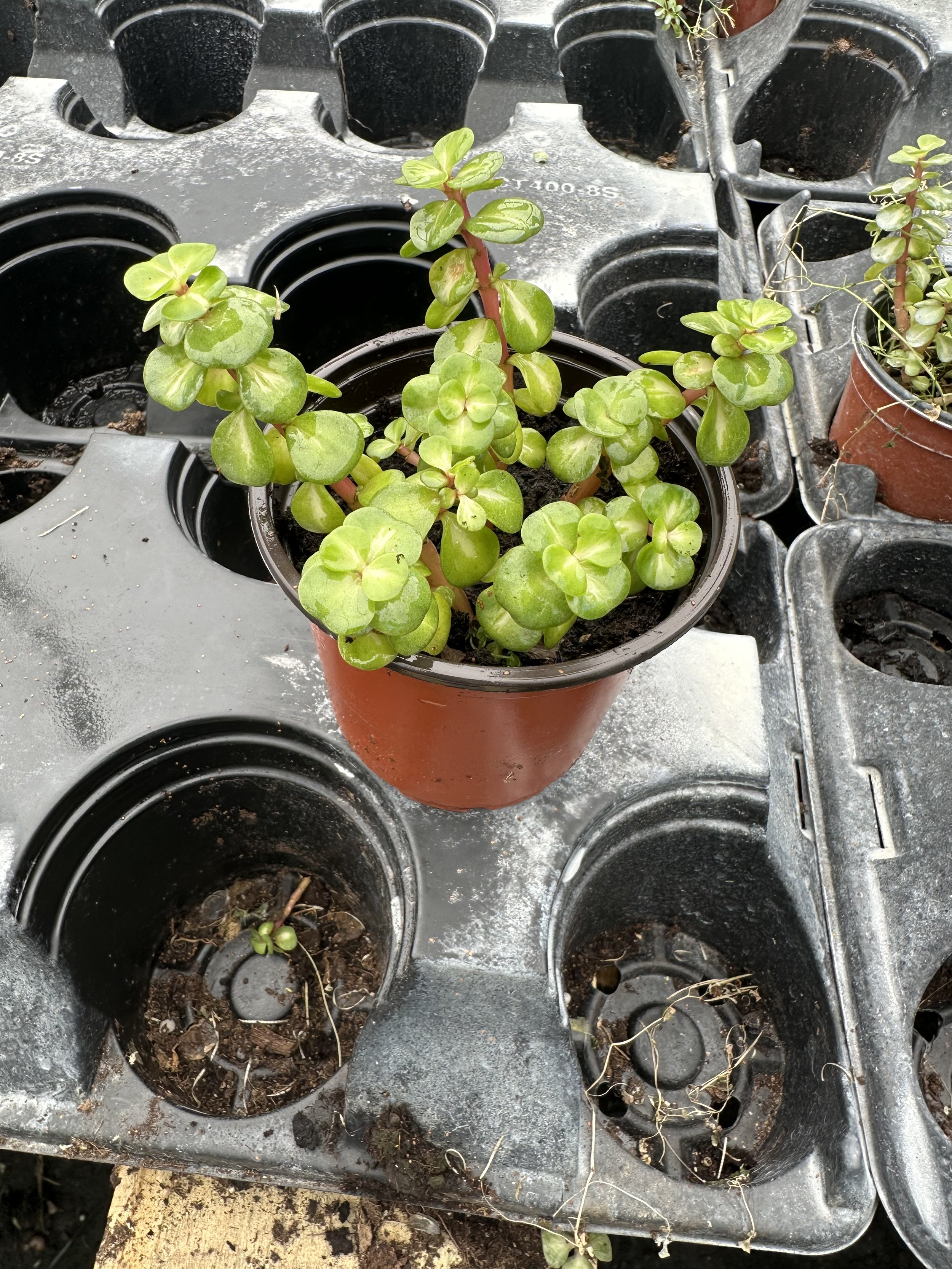 4" Portulacaria Afra Mediopicta