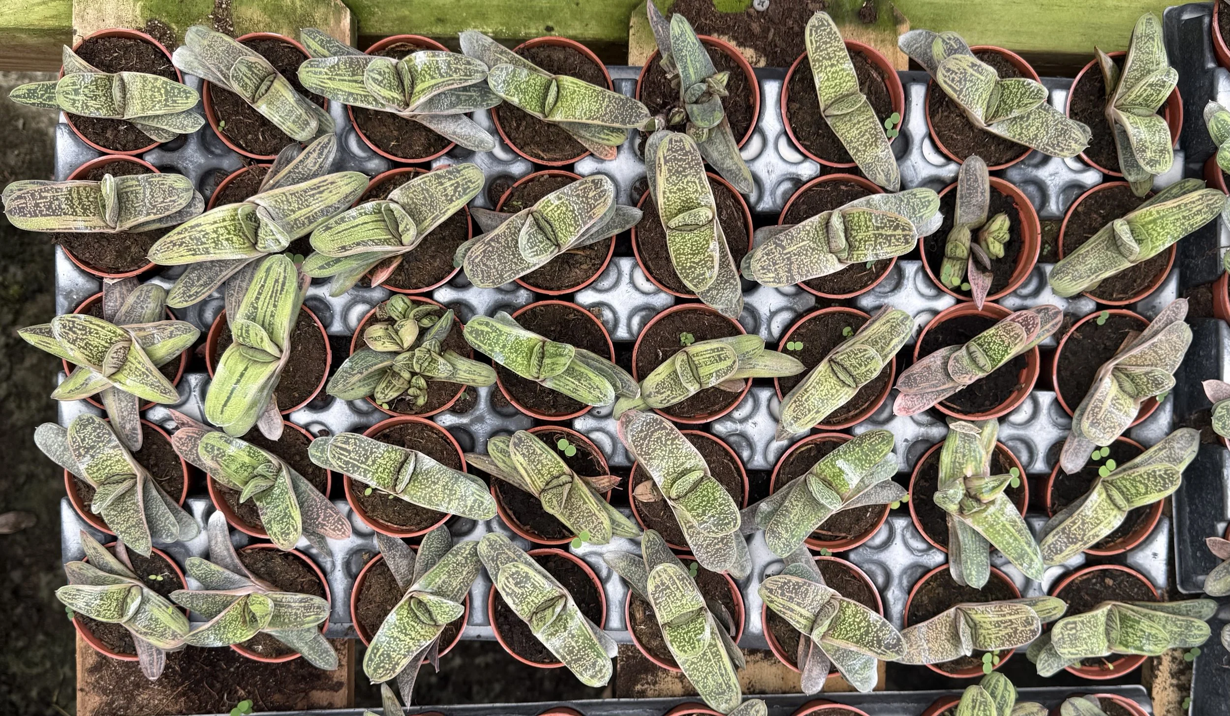 Gasteria Little Warty