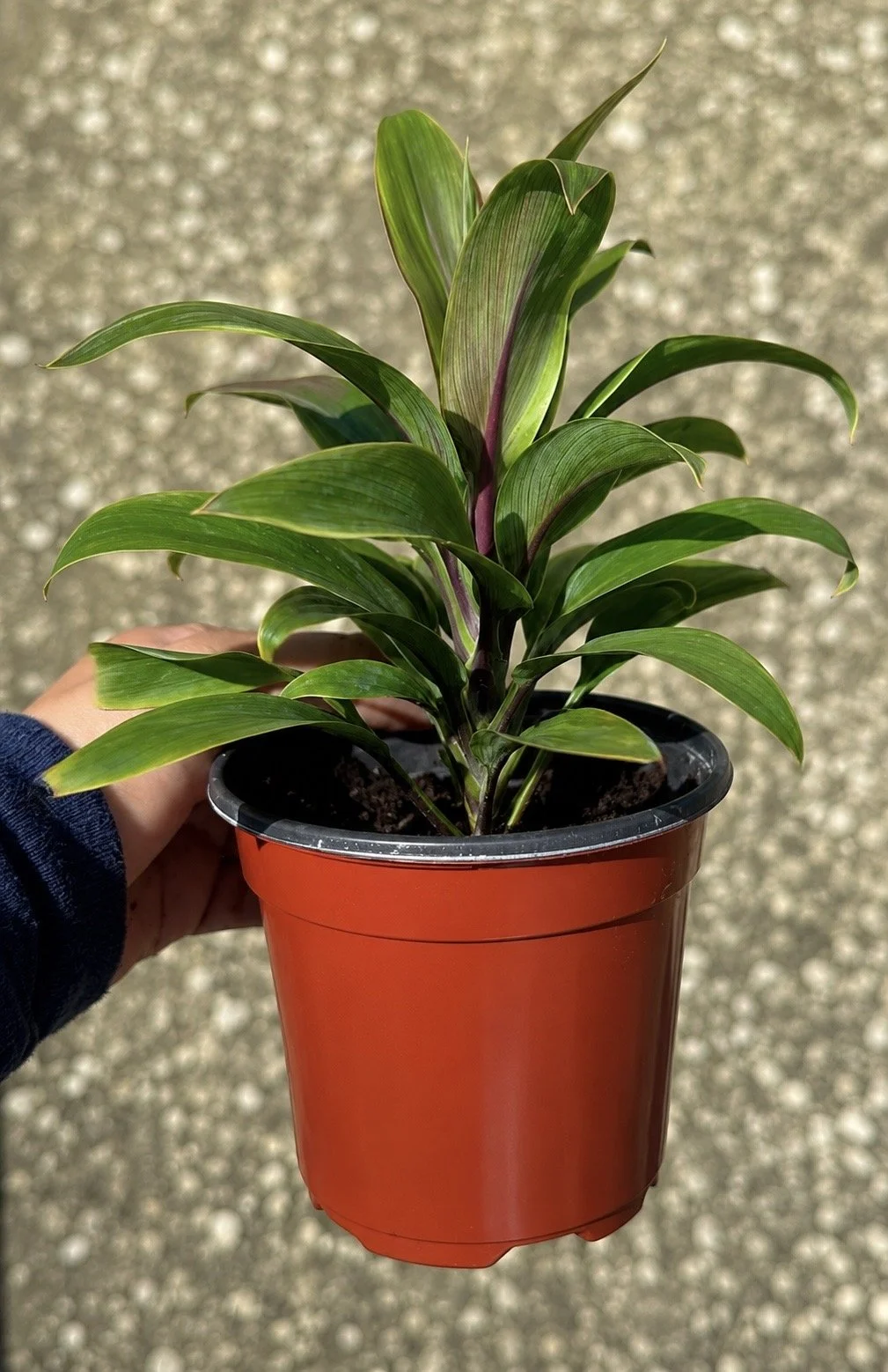 Cordyline Dolly Bronze