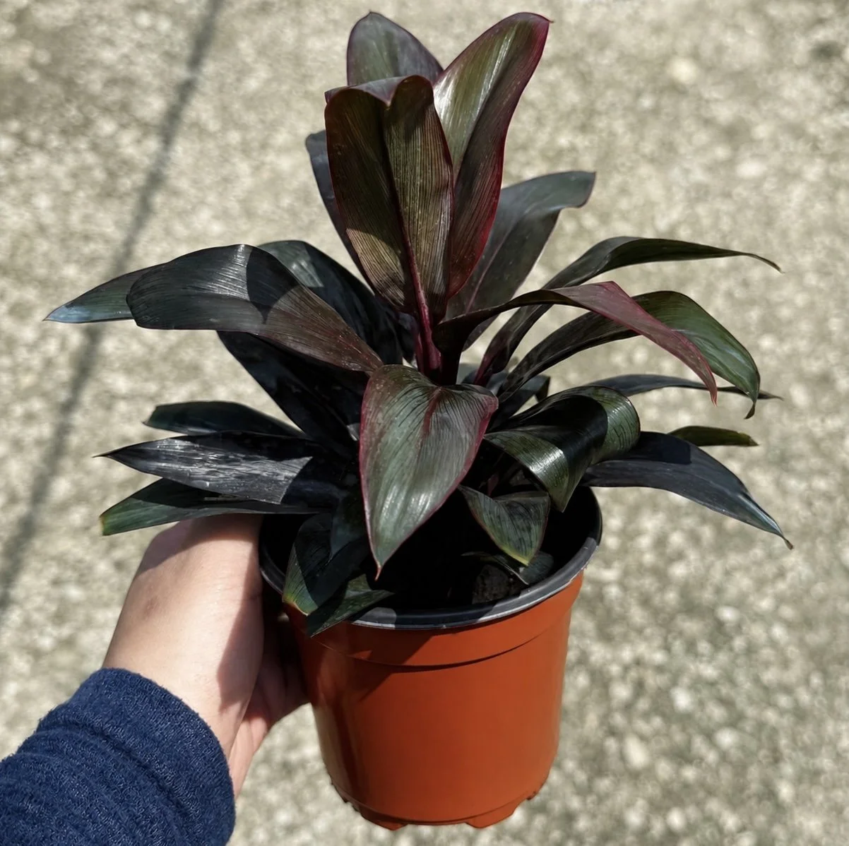 Cordyline Maroon