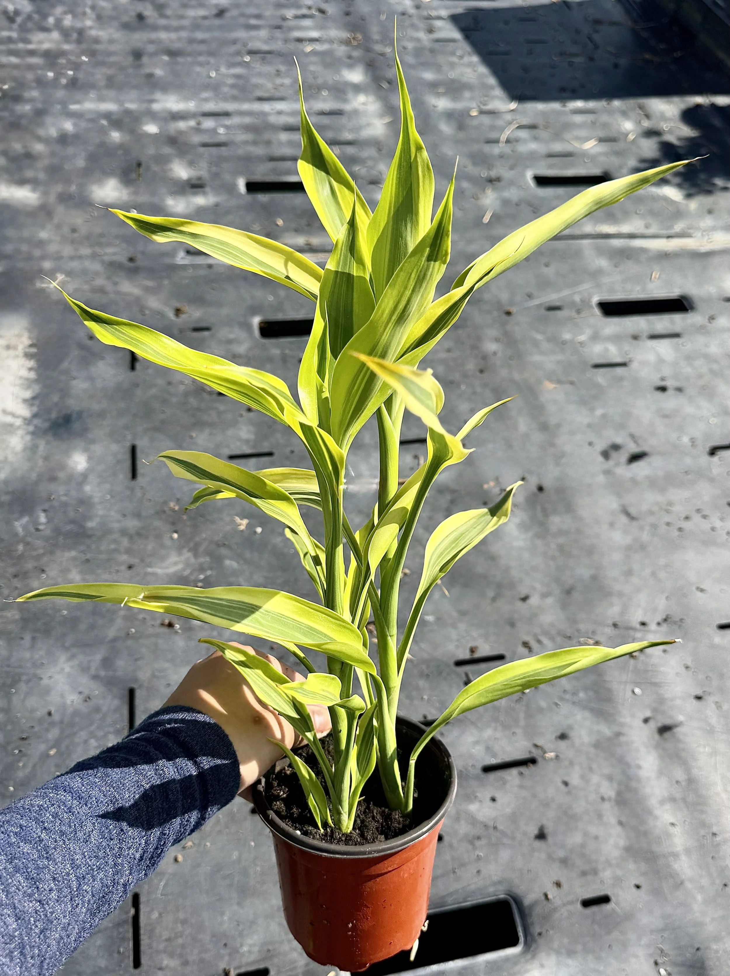 Dracaena. Sandriana Gold