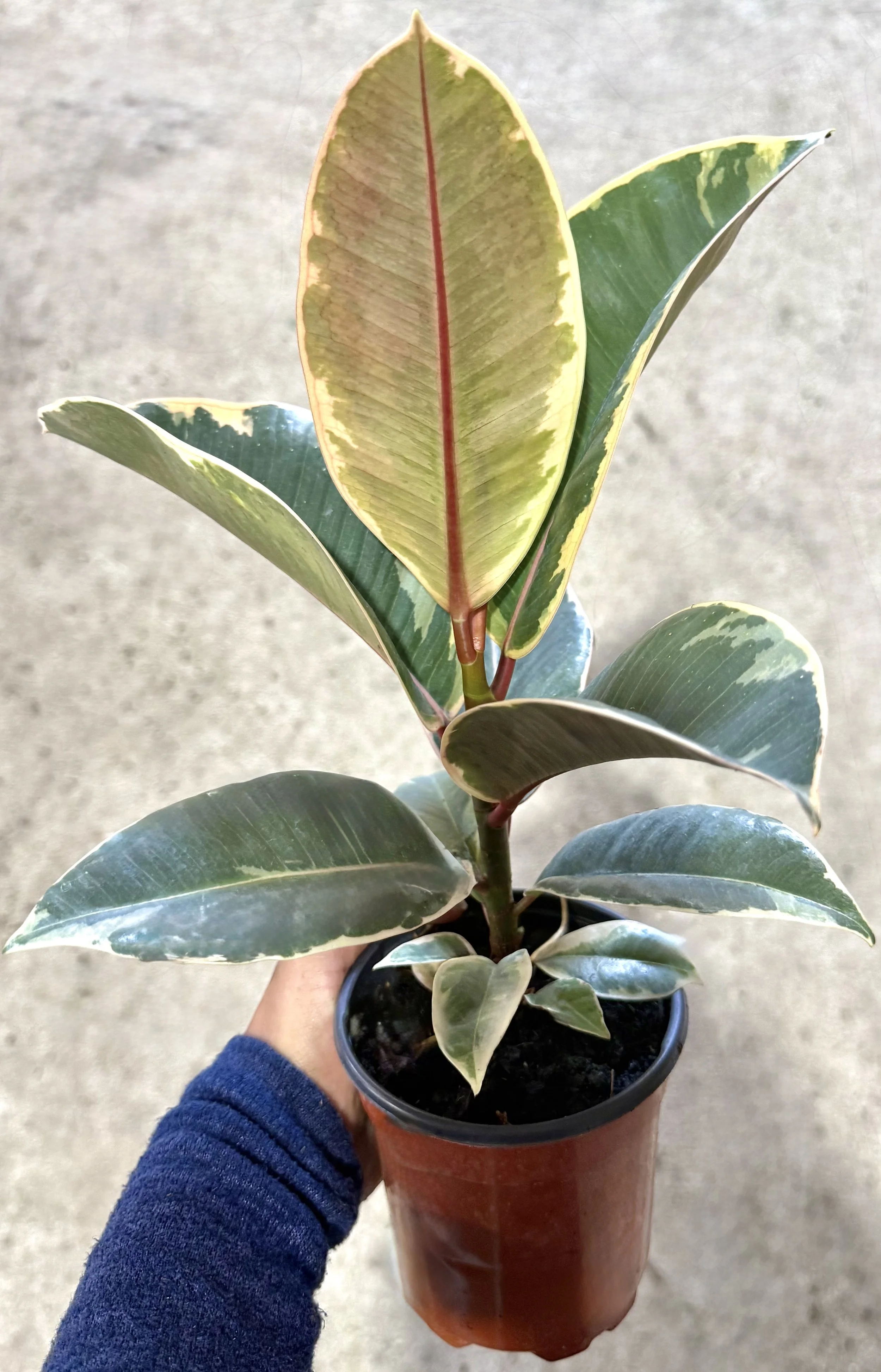 Ficus Tineke