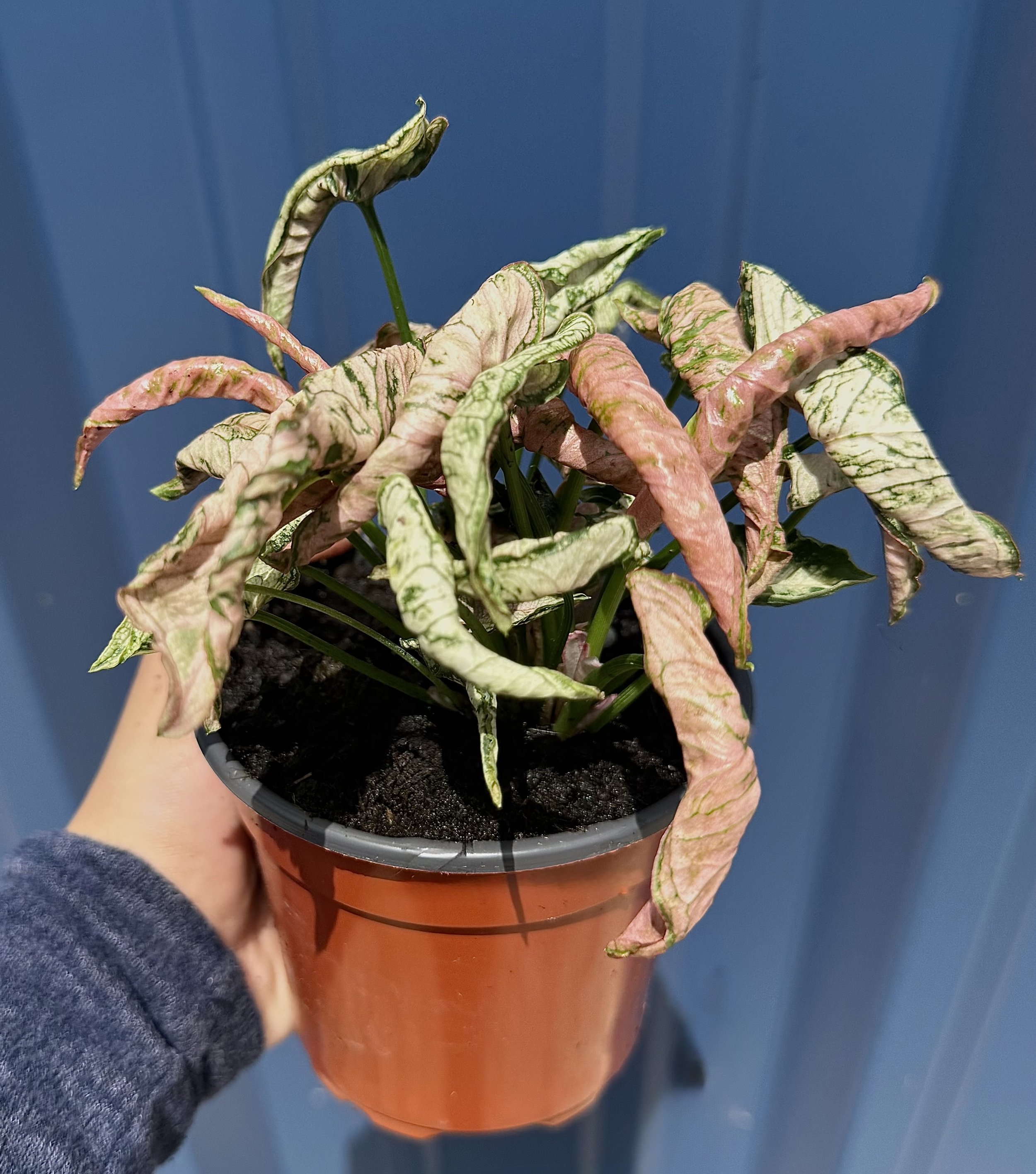 Syngonium Pink Godzilla