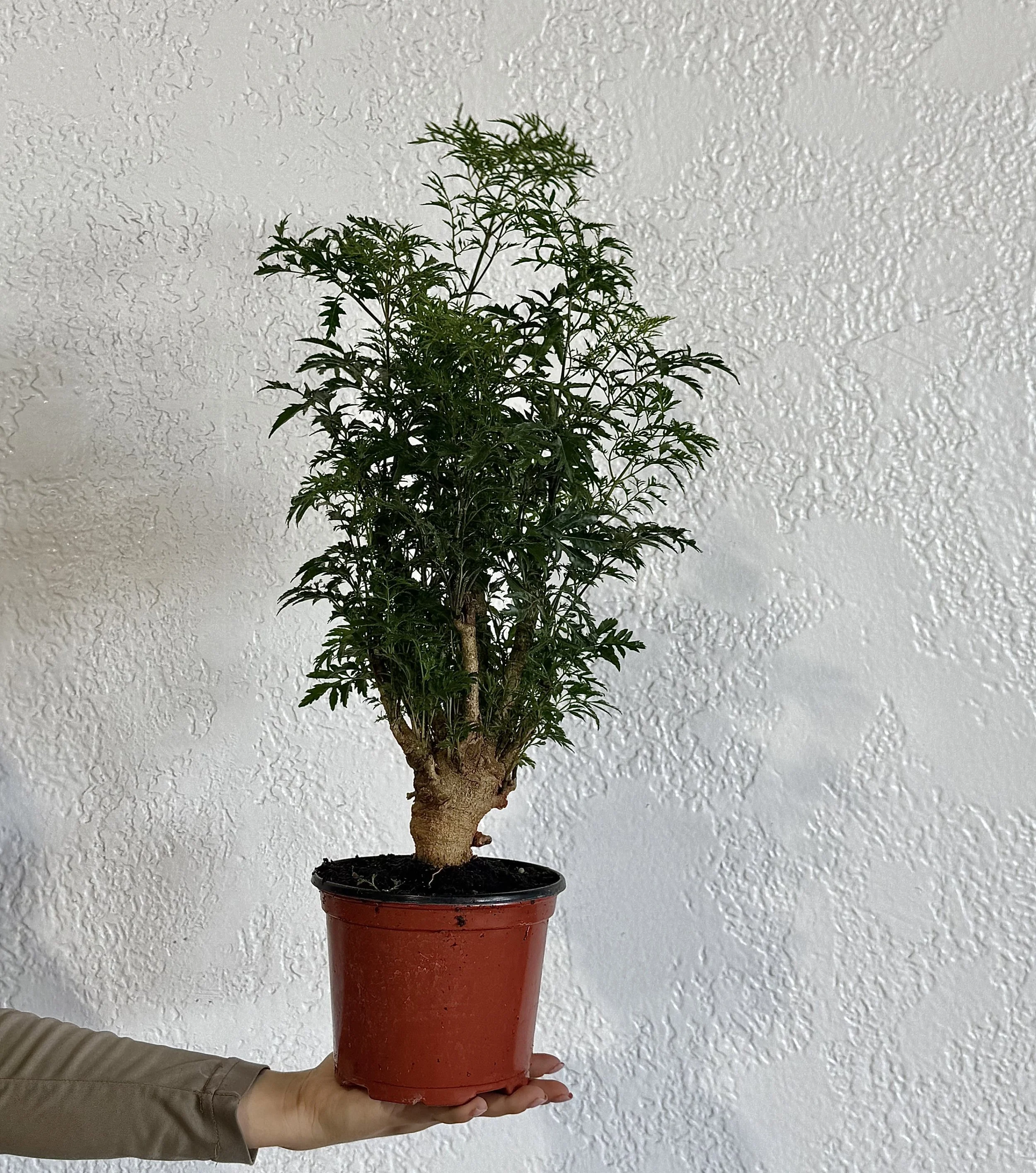 Aralia Ming