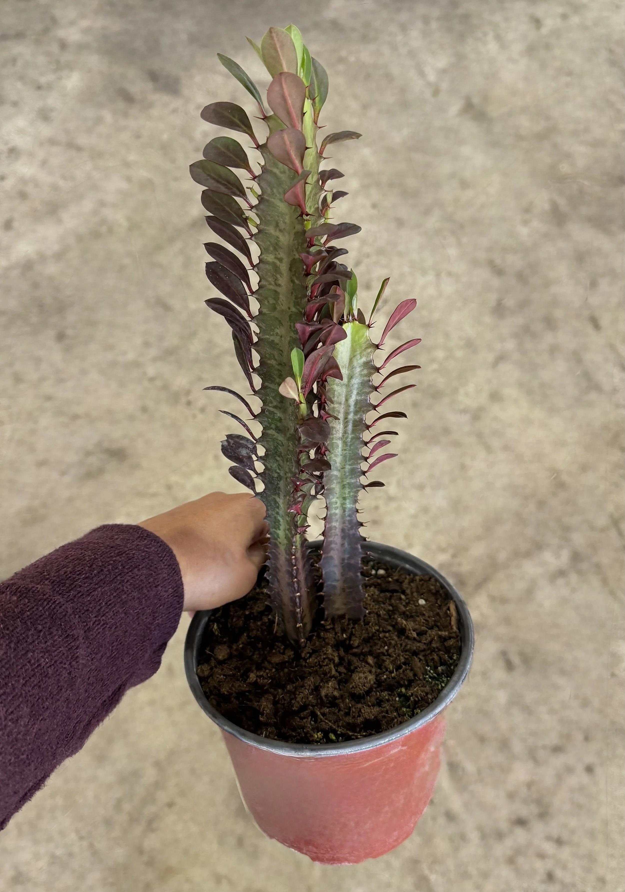 6" Cactus Red Trigonia