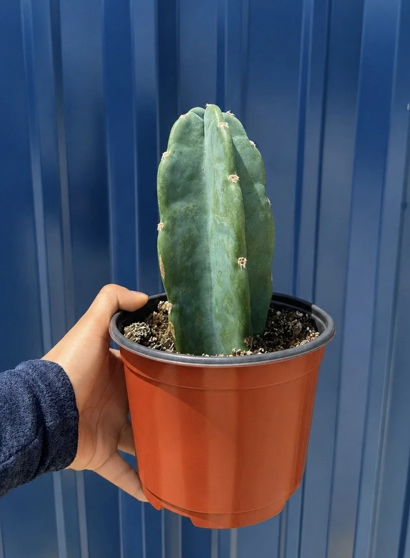 6" Cactus Cuddly