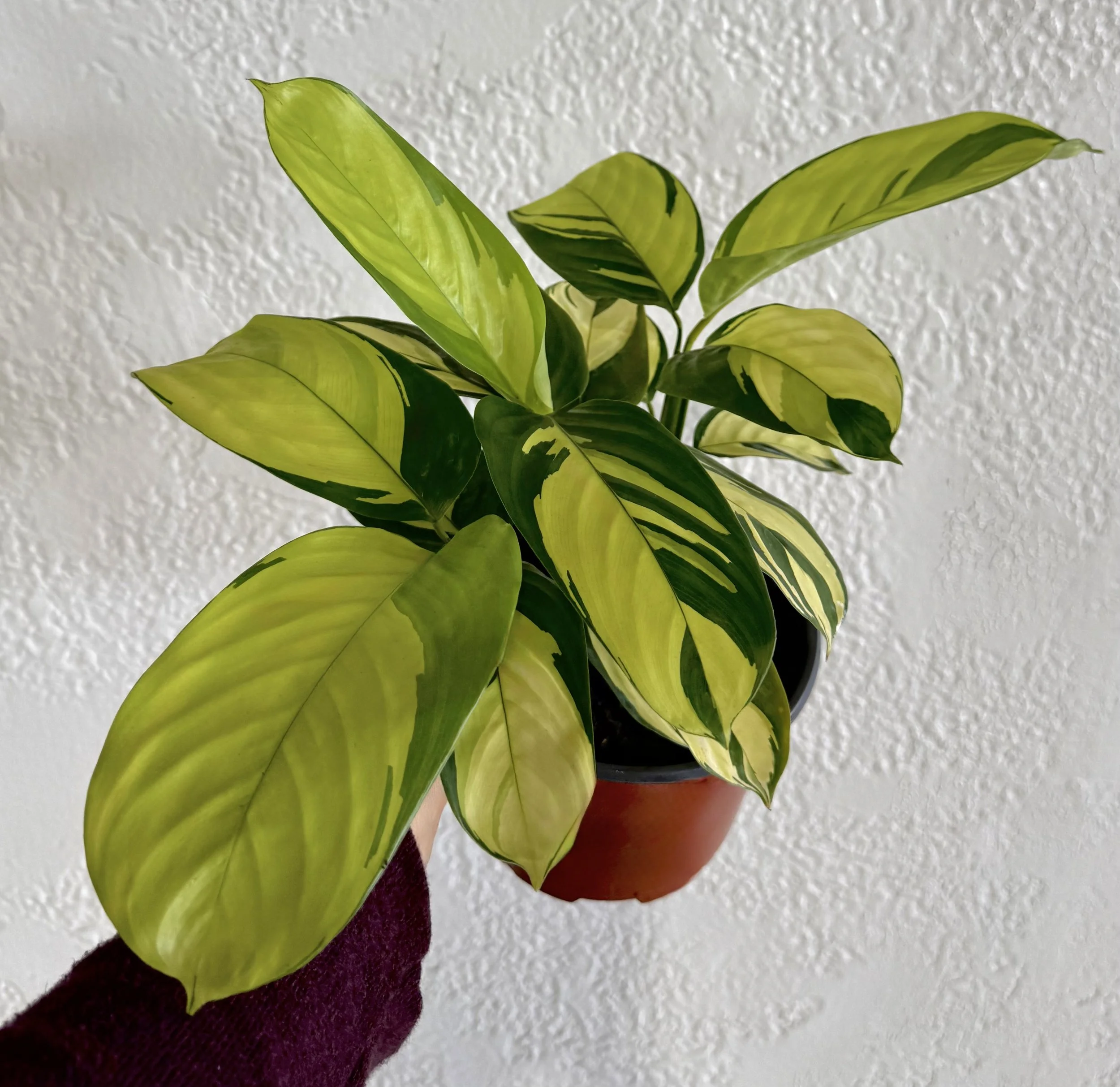6" Calathea Golden Mosaic