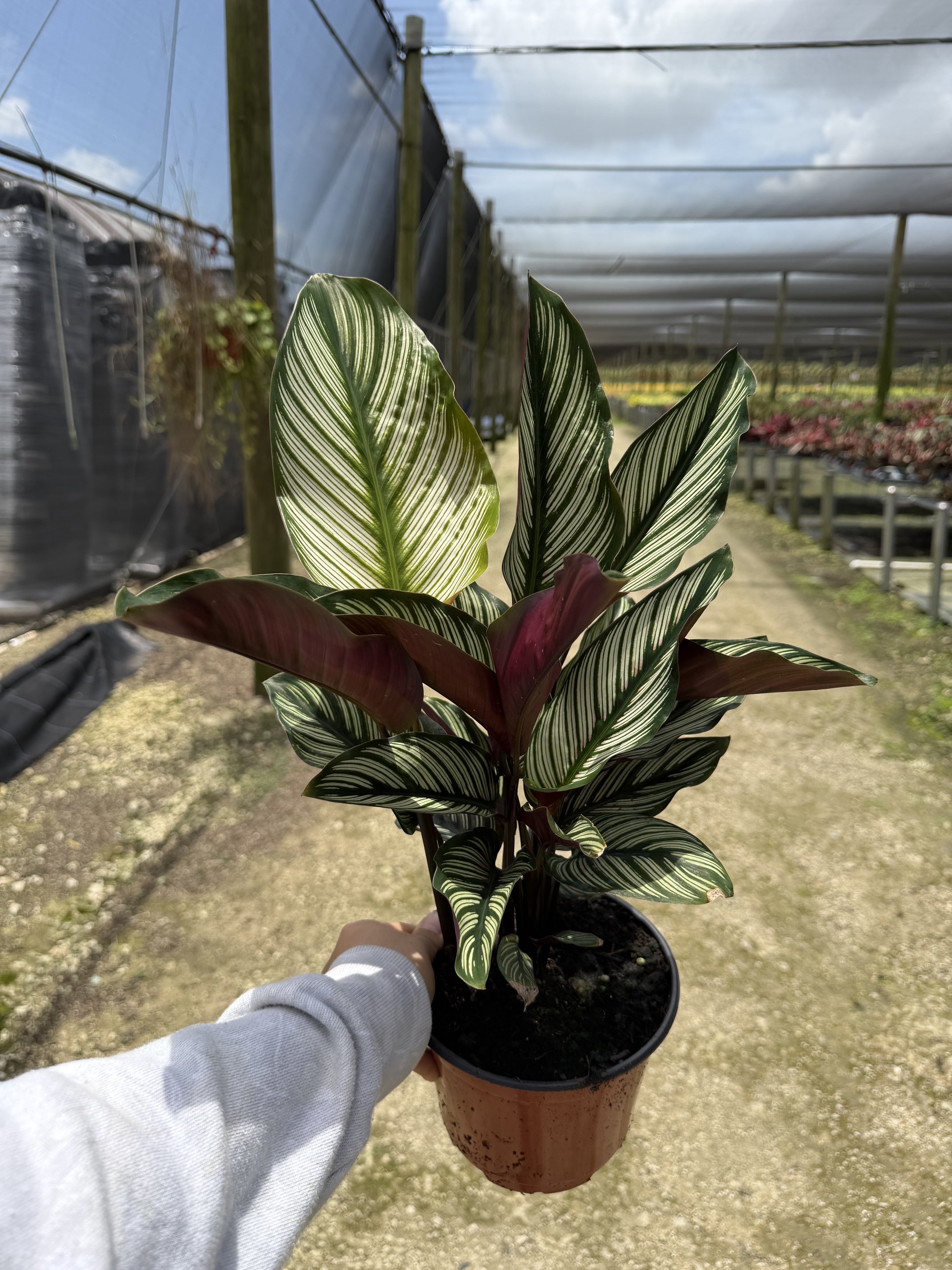 6" Calathea White Bird