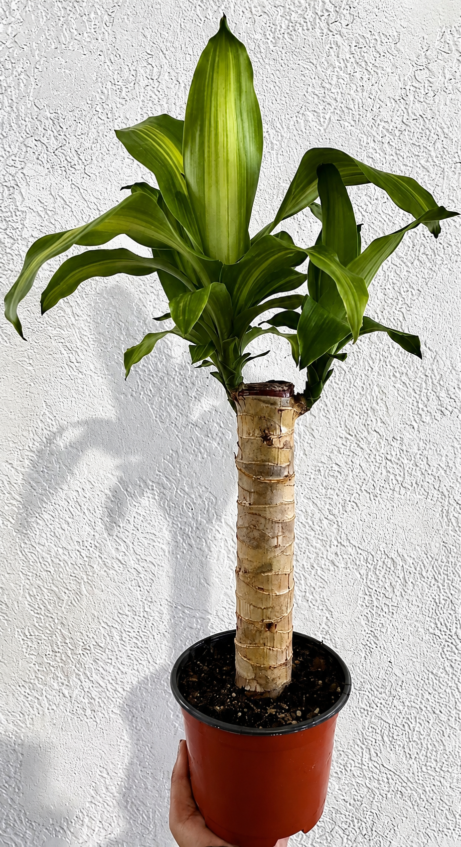 6" Dracaena Mass Cane