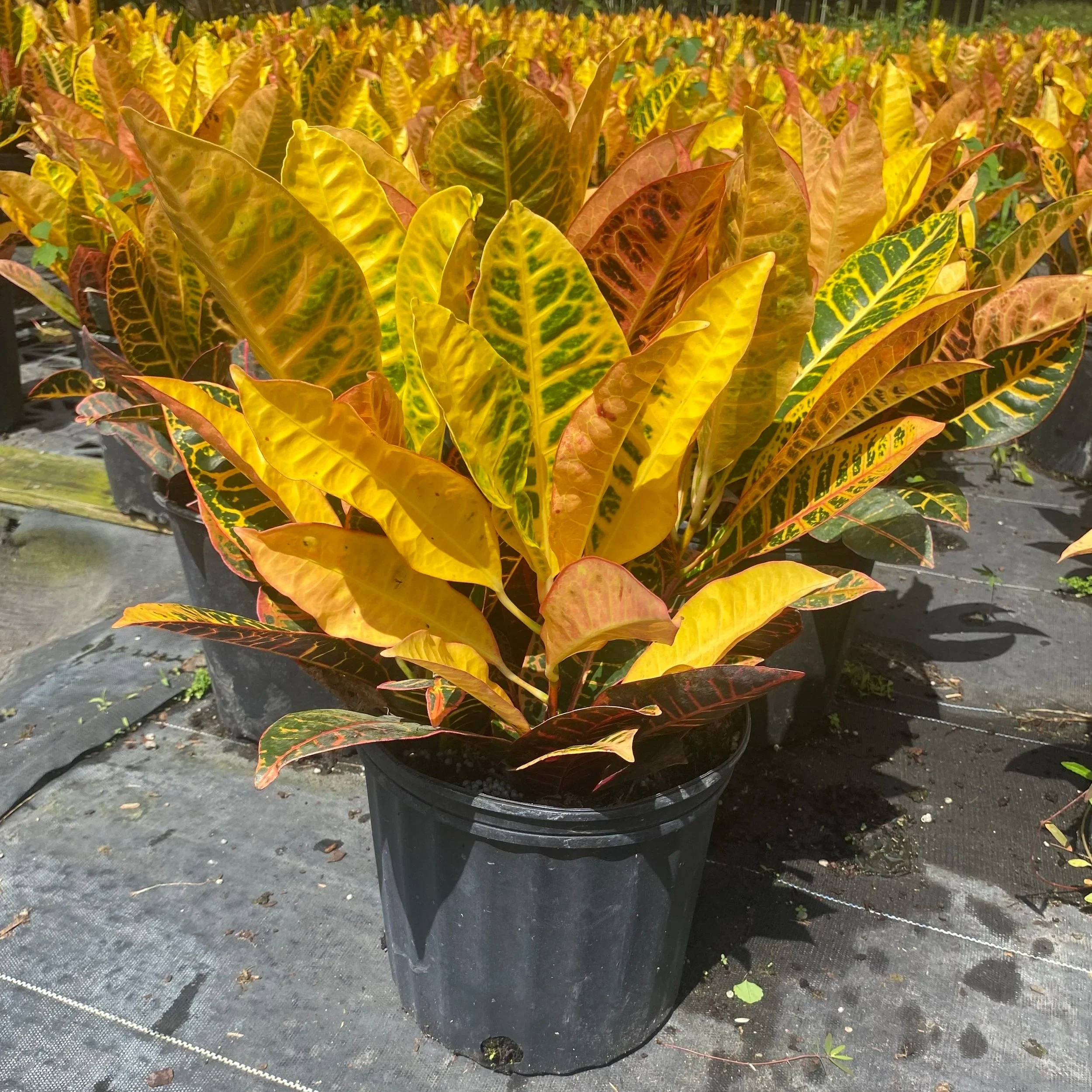 10" Croton Petra