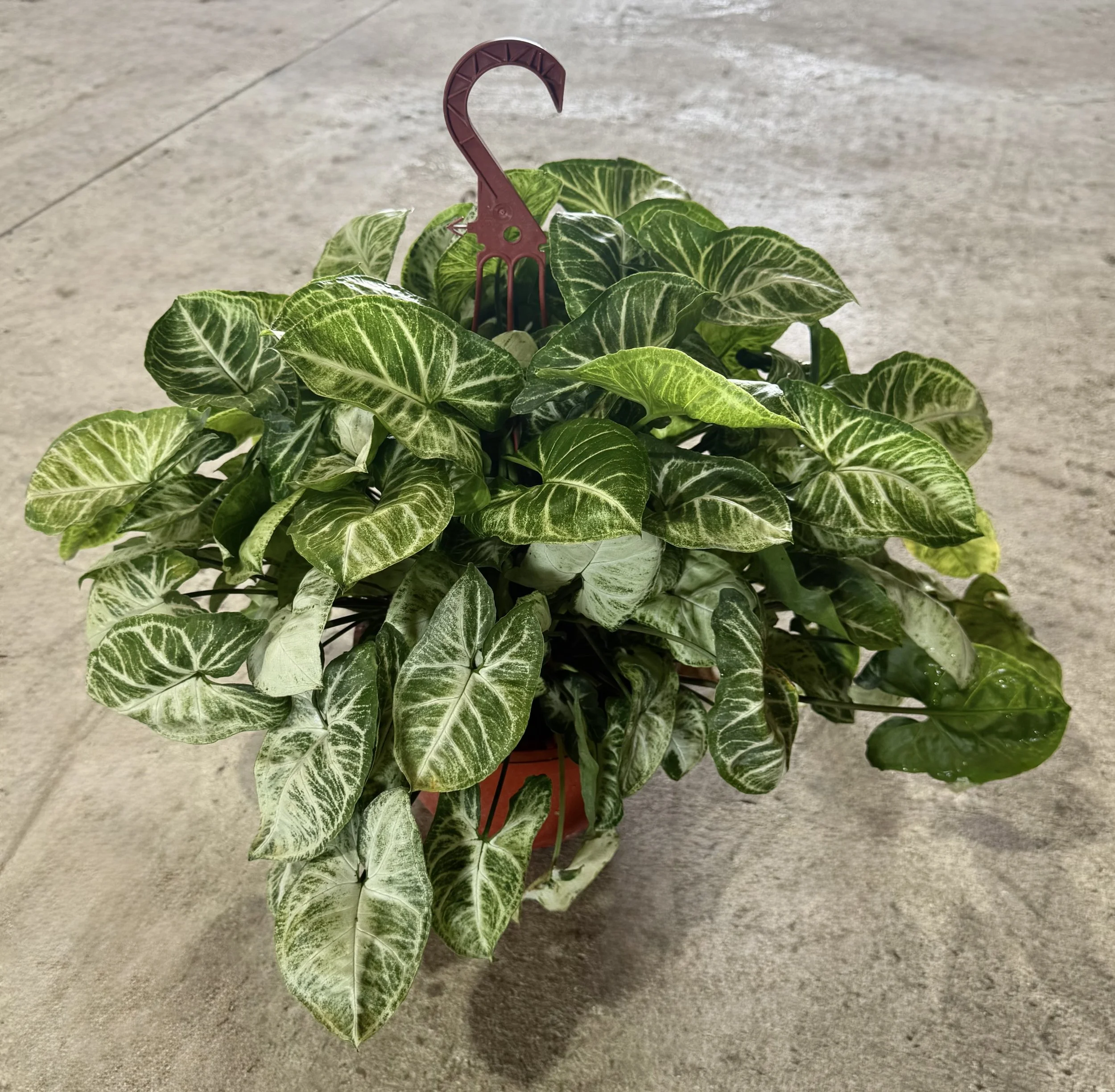 8" H/ B Syngonium Glo Glo