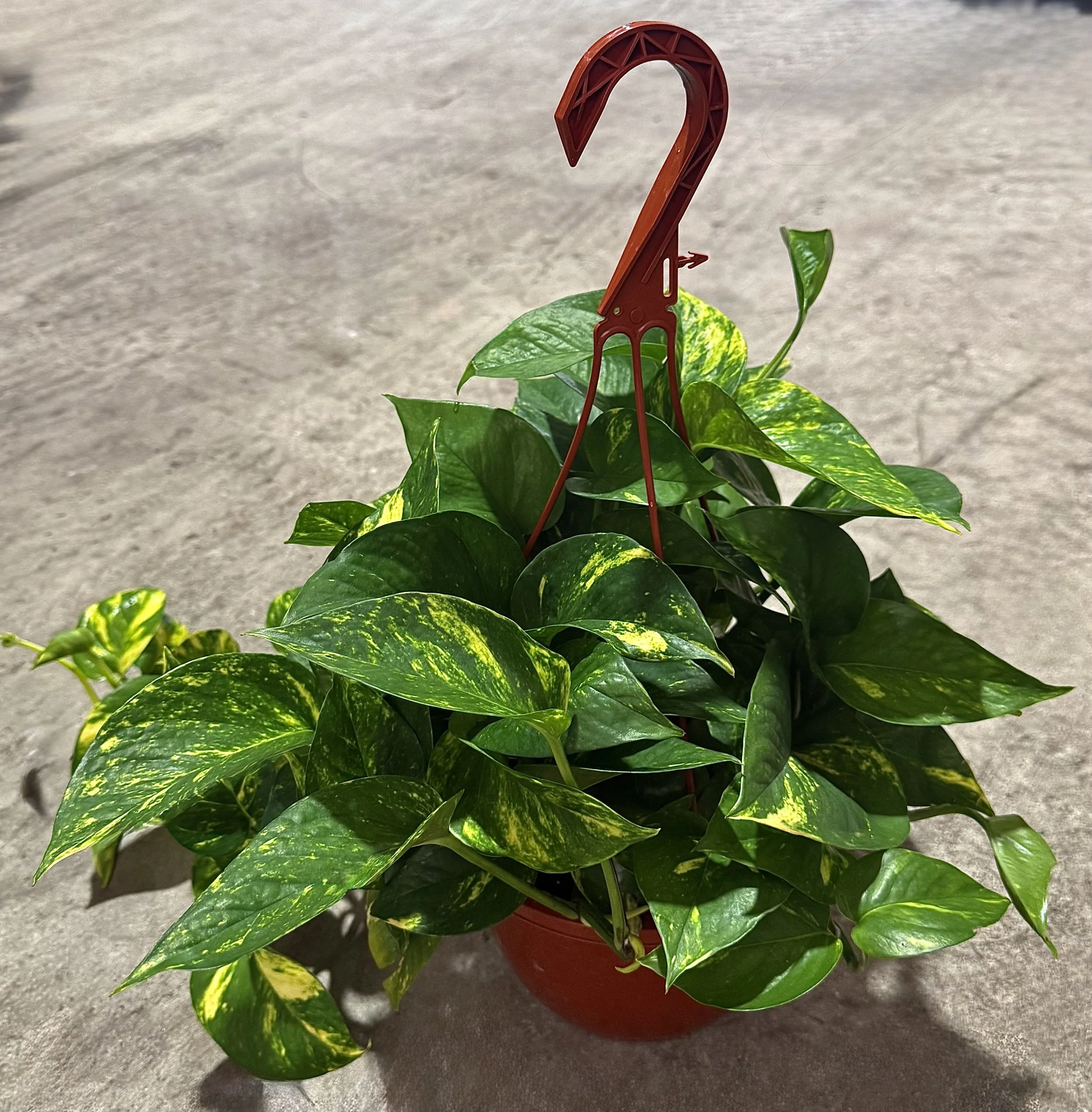 8" H/B GOLDEN POTHOS