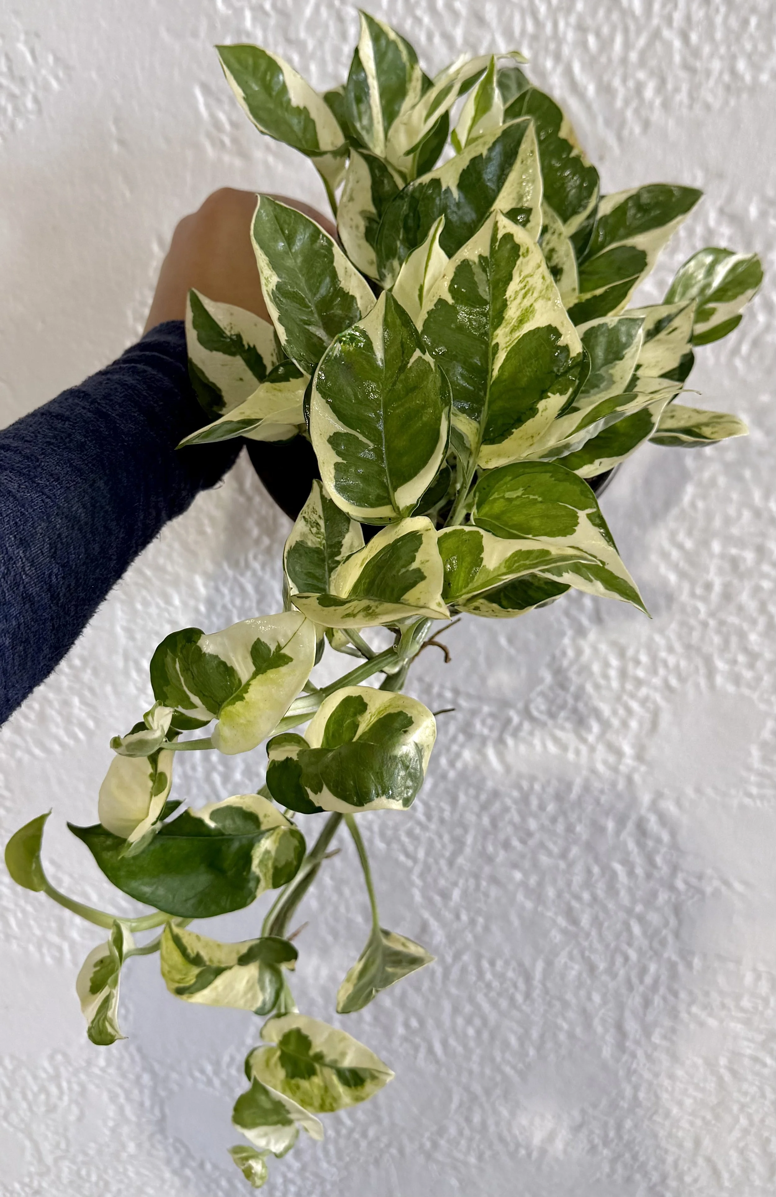 6" Njoy Pothos