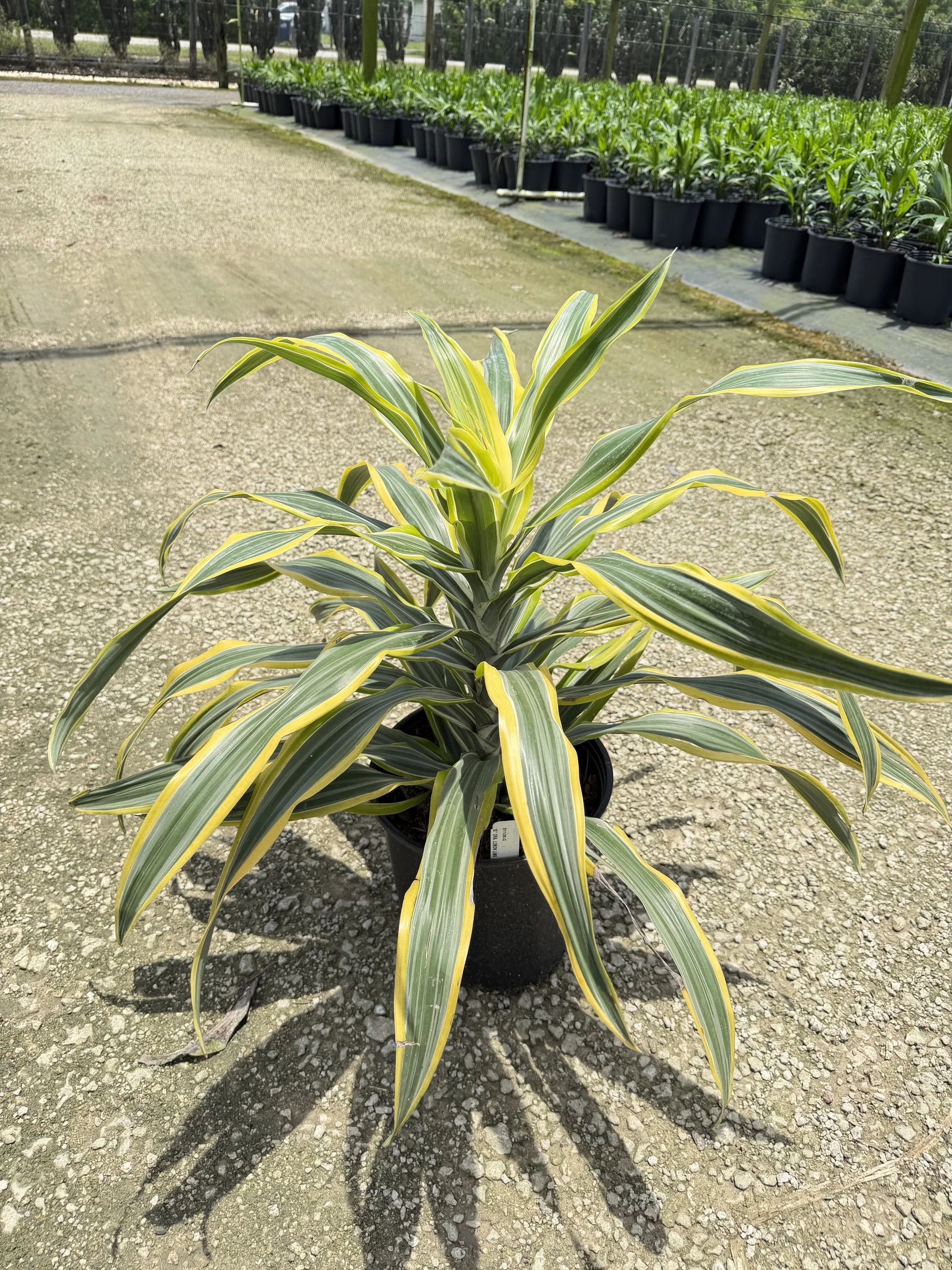 10" Dracaena Lemon Lime 1PPP