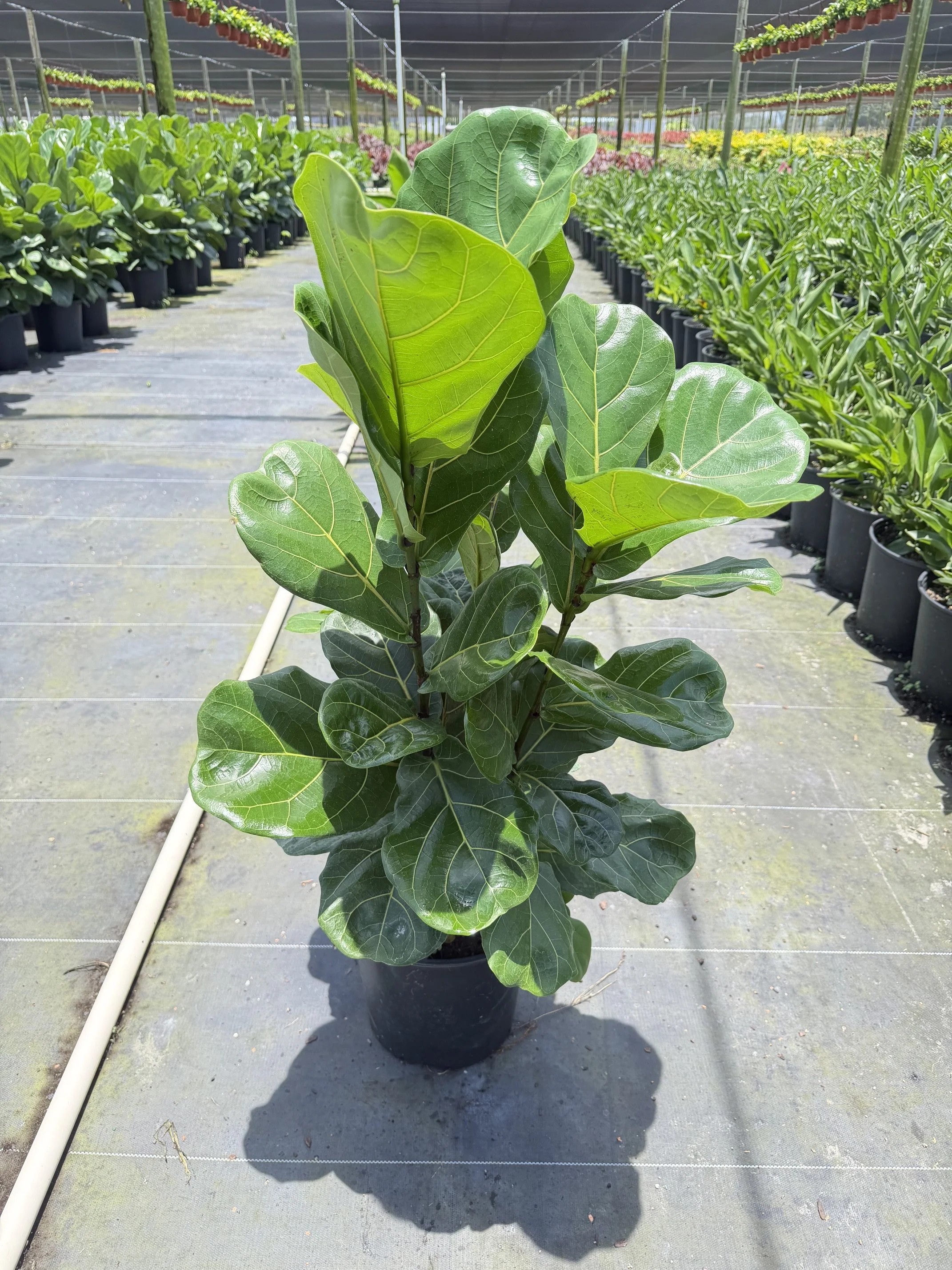10" Ficus Lyrata Clump