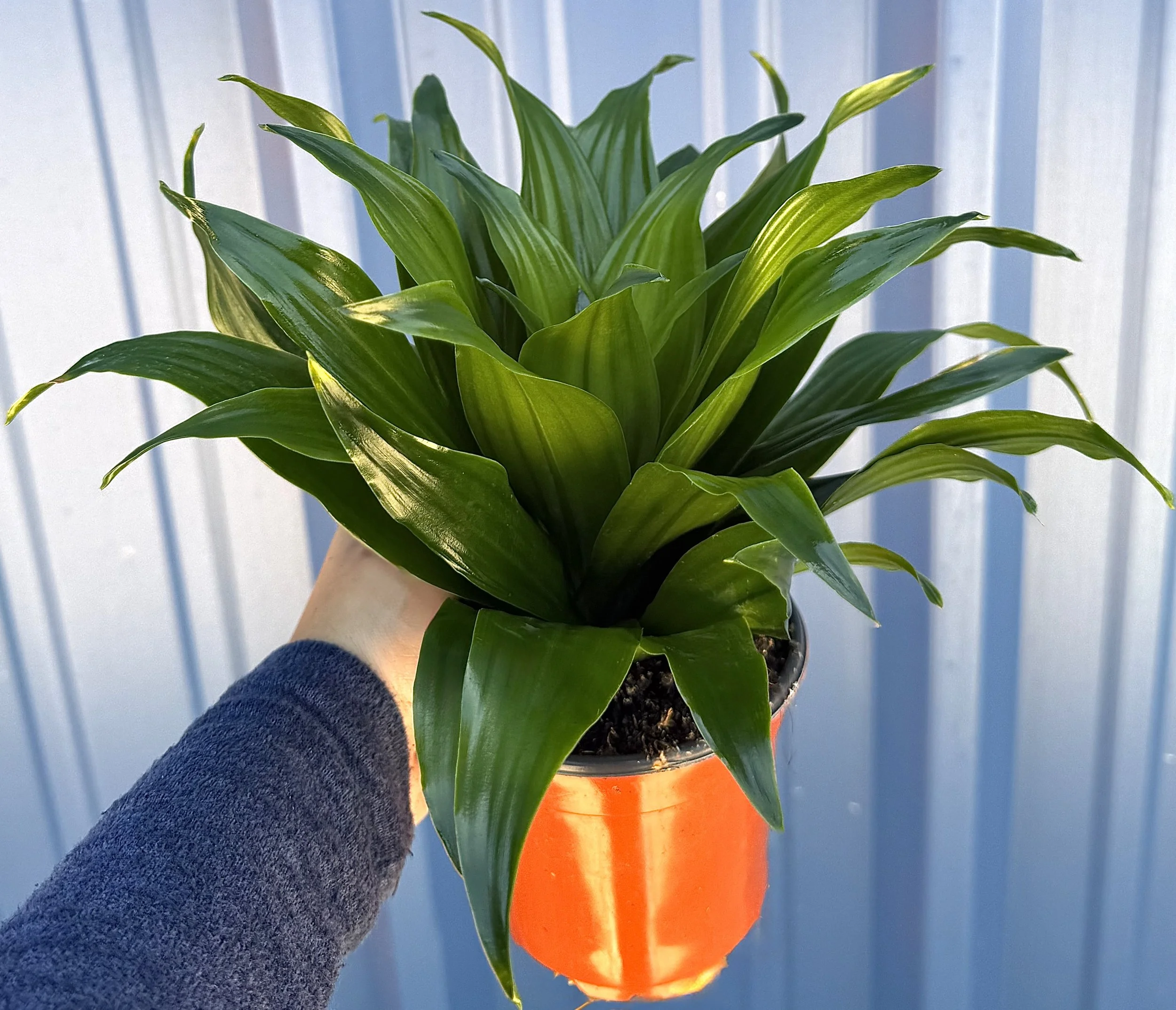 4" Dracaena Janet Craig Comp 