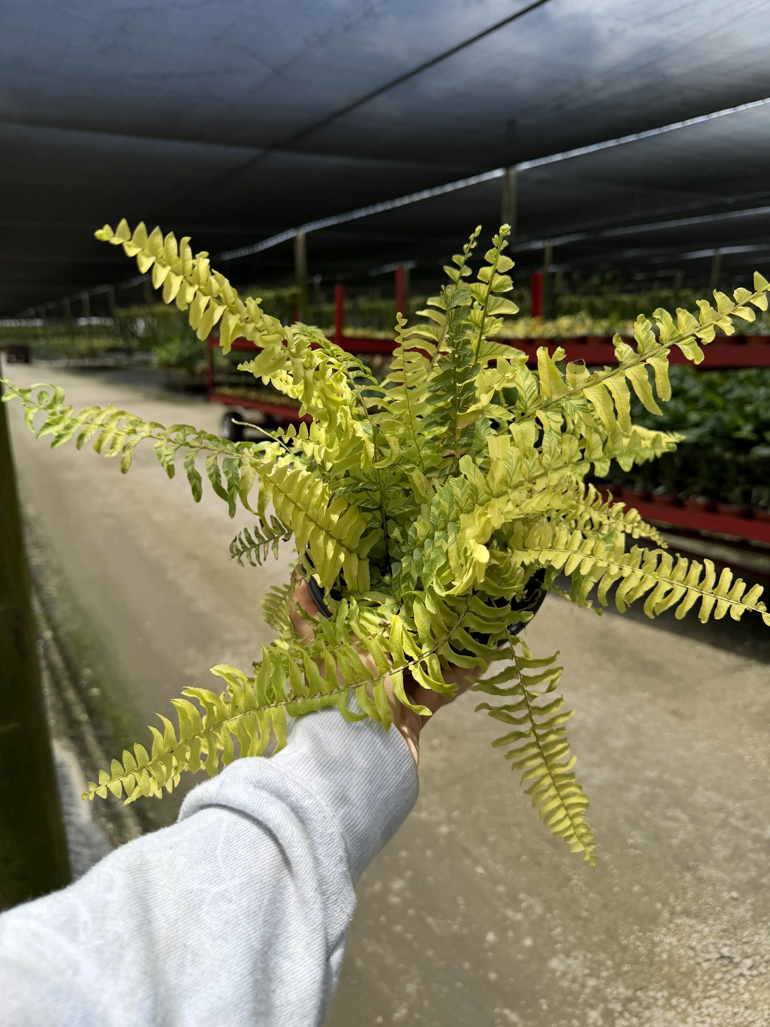 6" Fern Tiger