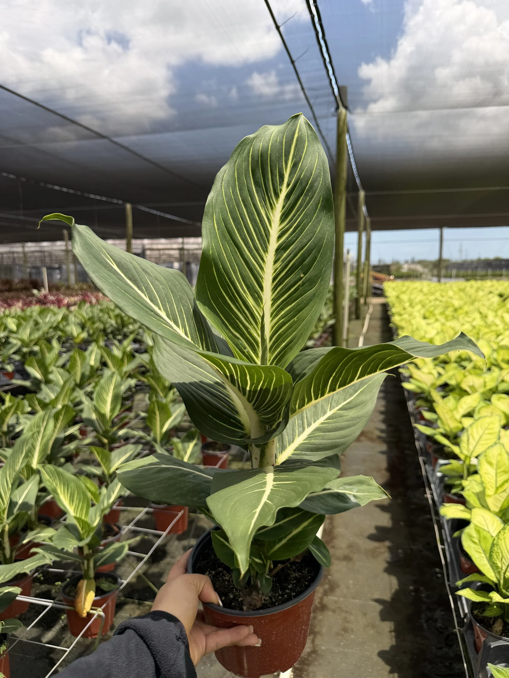 6" Dieffenbachia Sterling