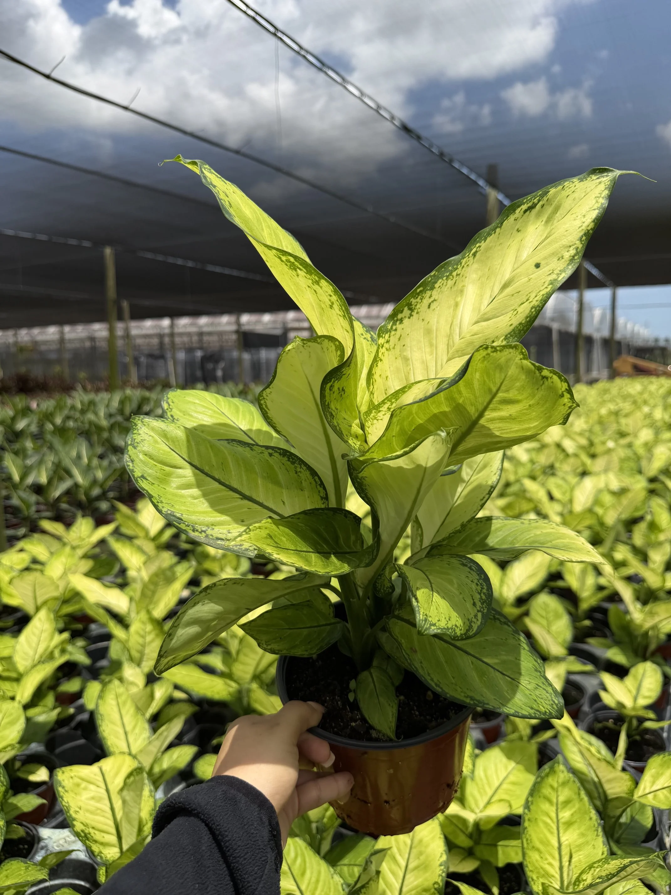6" Dieffenbachia Martha